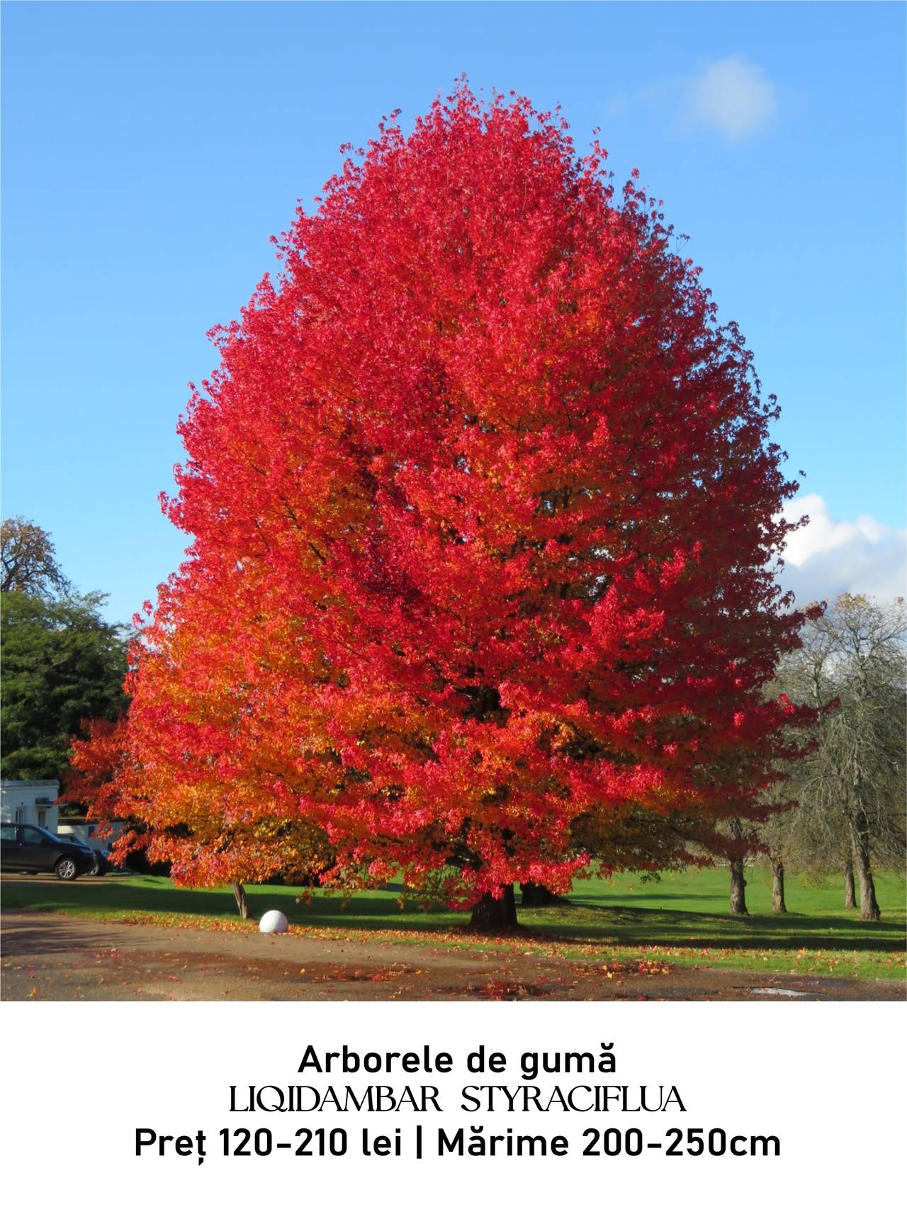 magazin arborele de guma servicii publice iasi