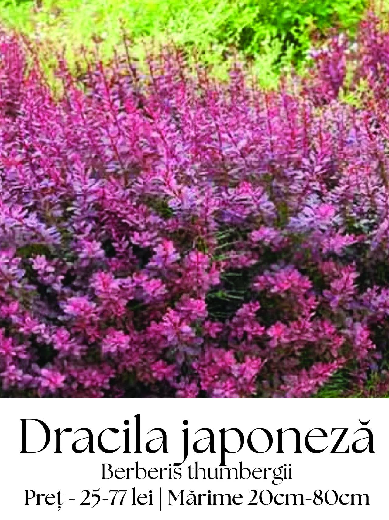 magazin dracila japoneza servicii publice iasi