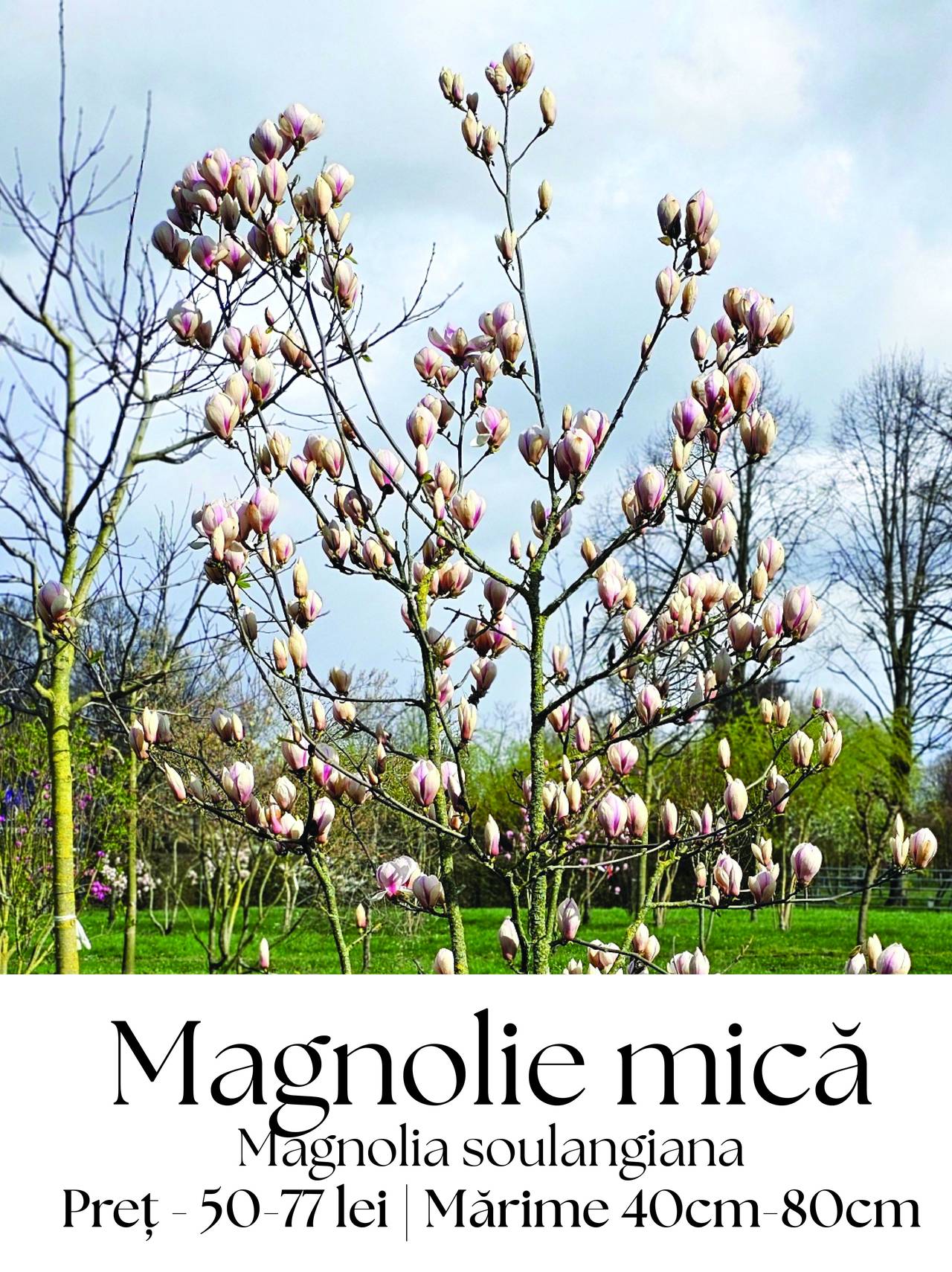 magazin magnolie mica servicii publice iasi