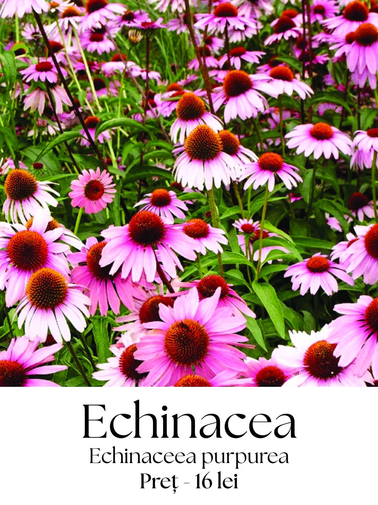 magazin echinacea servicii publice iasi