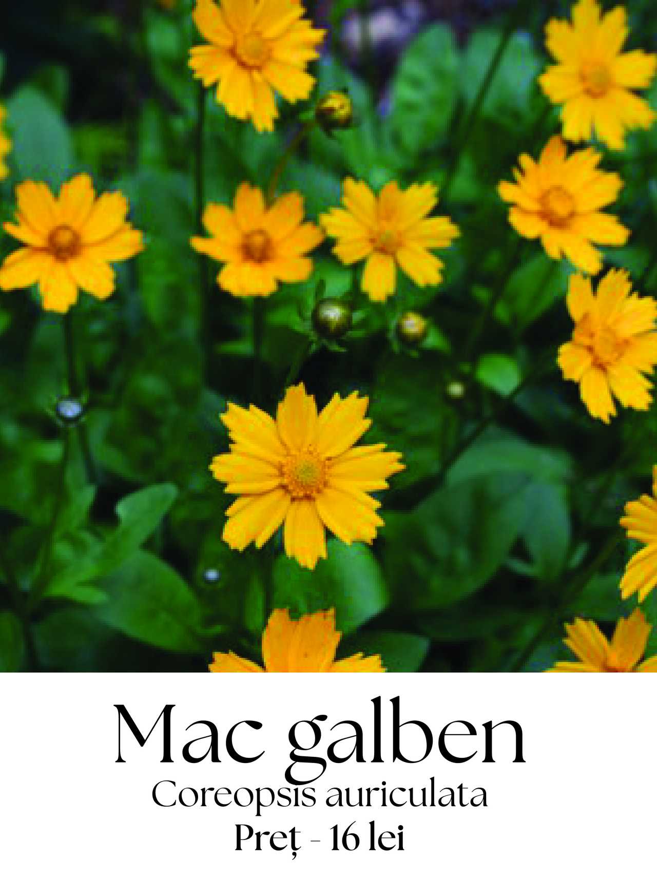 magazin mac galben servicii publice iasi