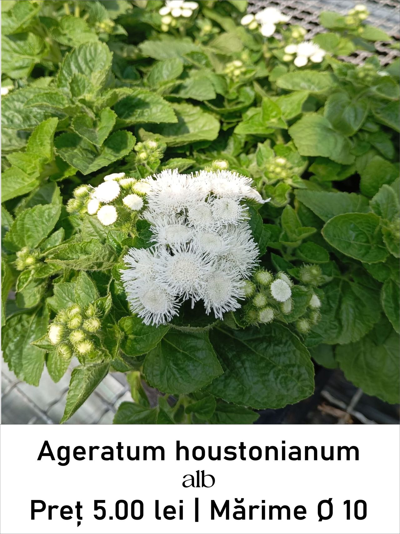 magazin ageratum_houstonianum_alb servicii publice iasi
