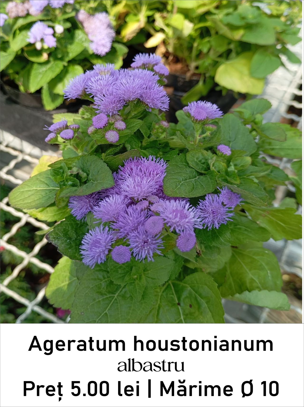 magazin ageratum_houstonianum_albastru servicii publice iasi