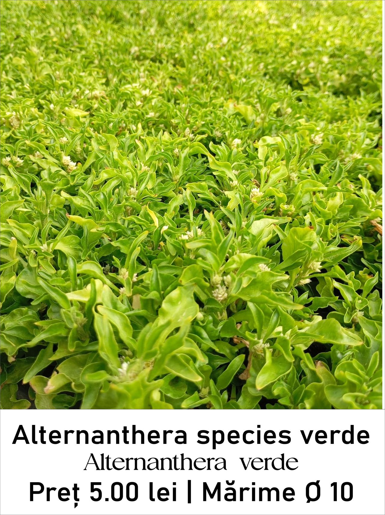 magazin alternanthera_verde servicii publice iasi