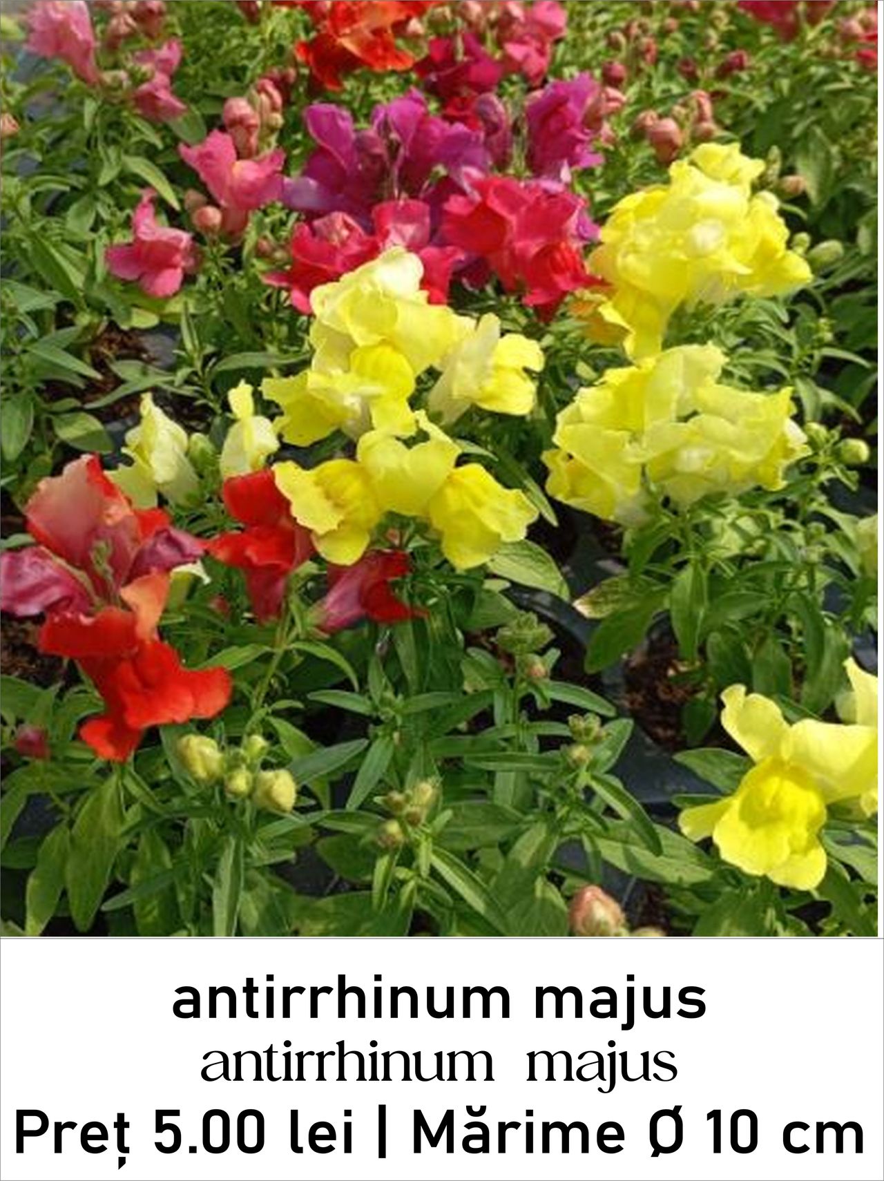 magazin antirrhinum_majus servicii publice iasi