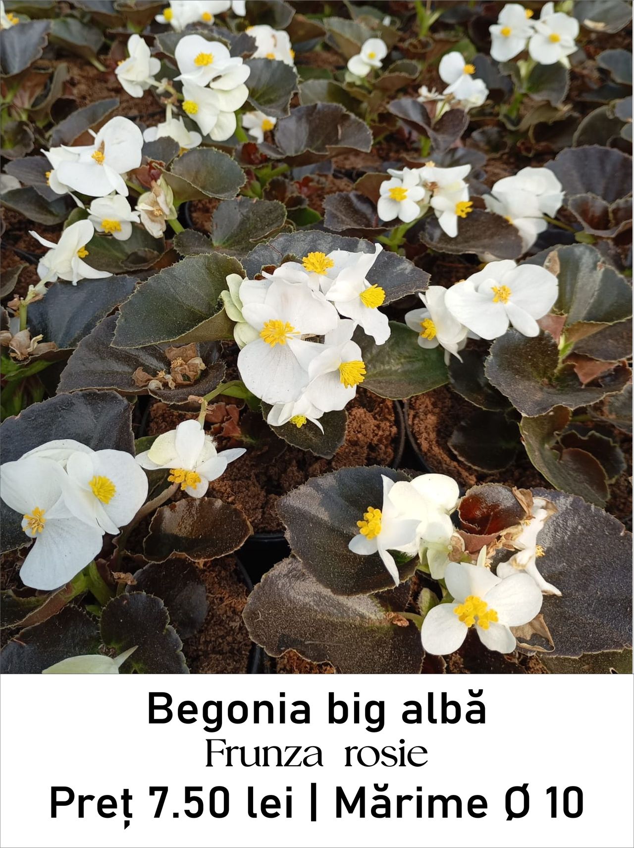 magazin begonia_big_alba_rosu lila servicii publice iasi