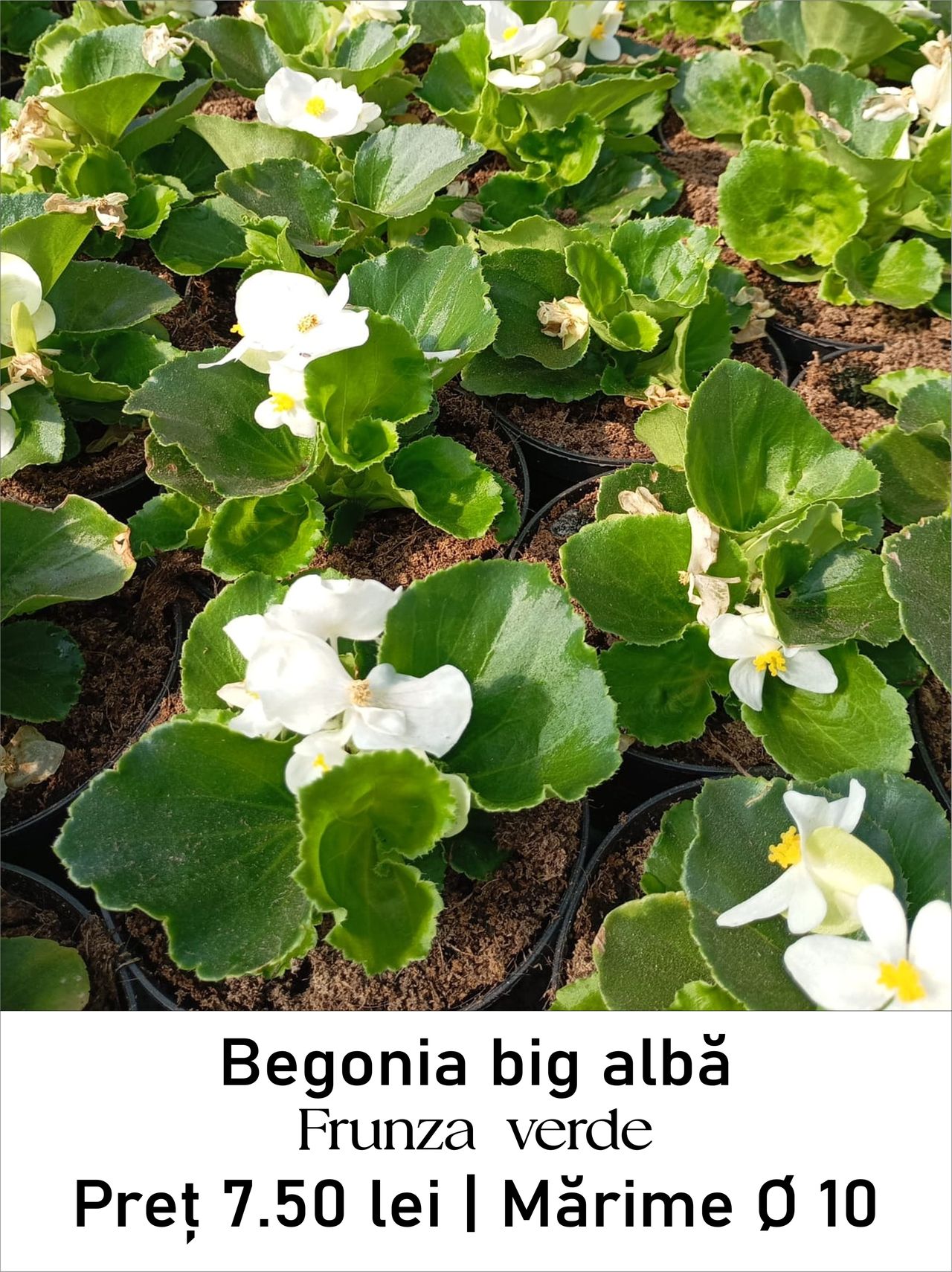 magazin begonia_big_alba_verde lila servicii publice iasi