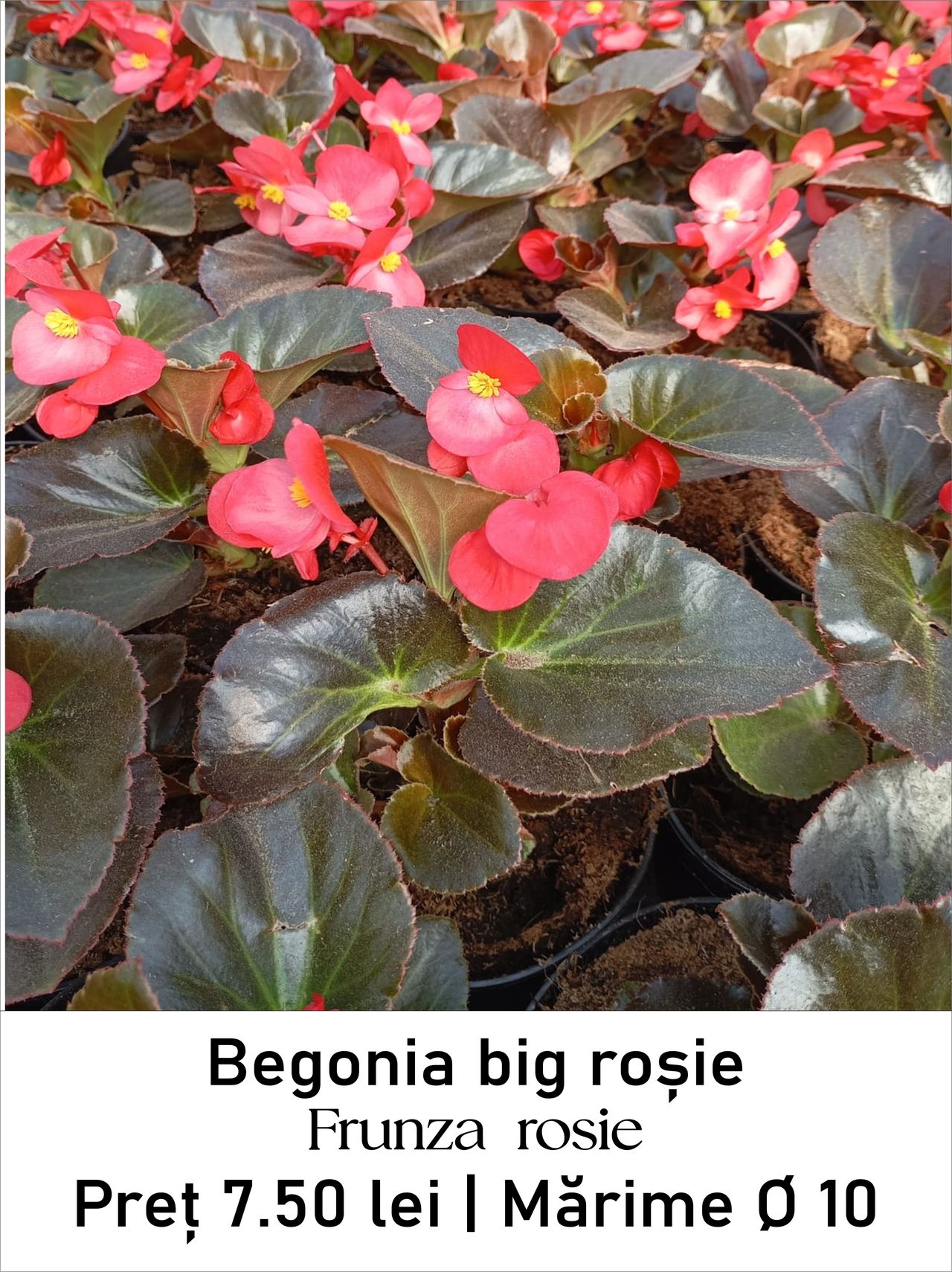 magazin begonia_big_rosu_rosu lila servicii publice iasi