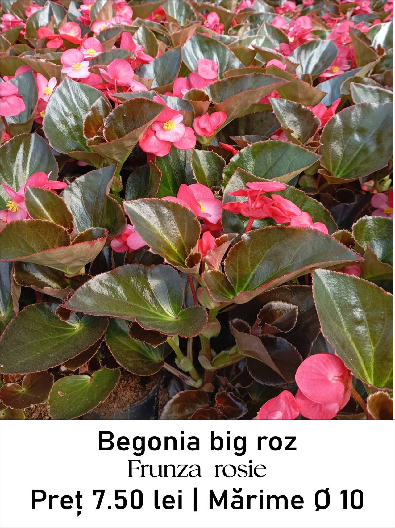 magazin begonia_big_roz_rosu lila servicii publice iasi