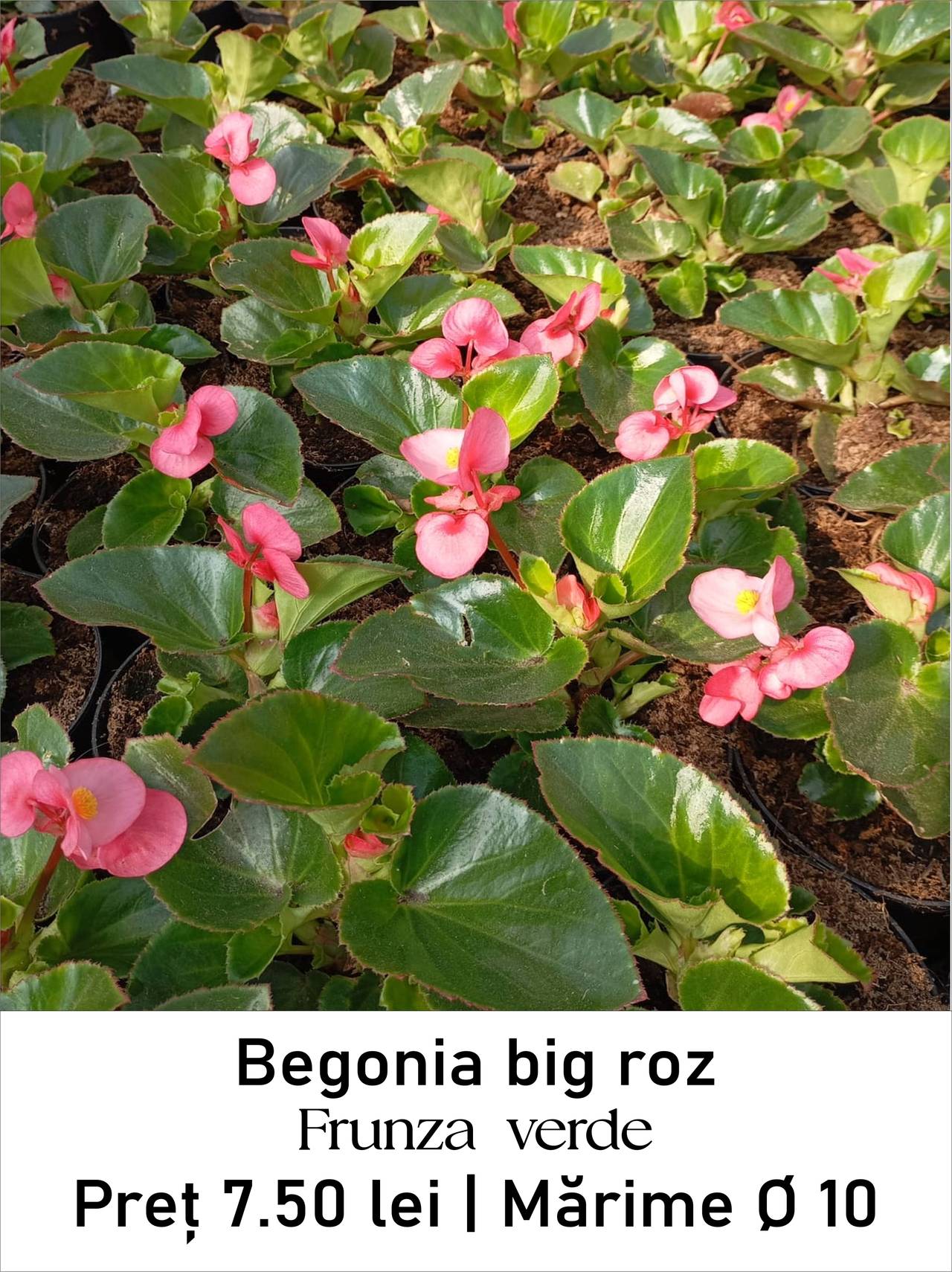 magazin begonia_big_roz_verde lila servicii publice iasi