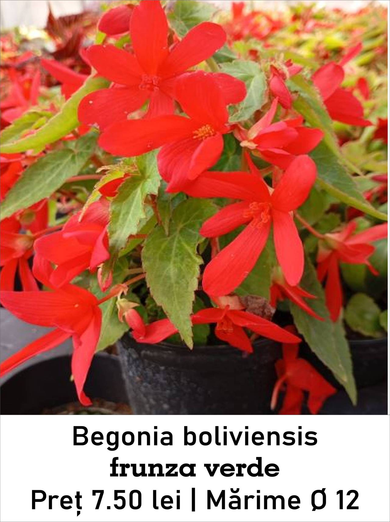 magazin begonia_boliviensis lila servicii publice iasi