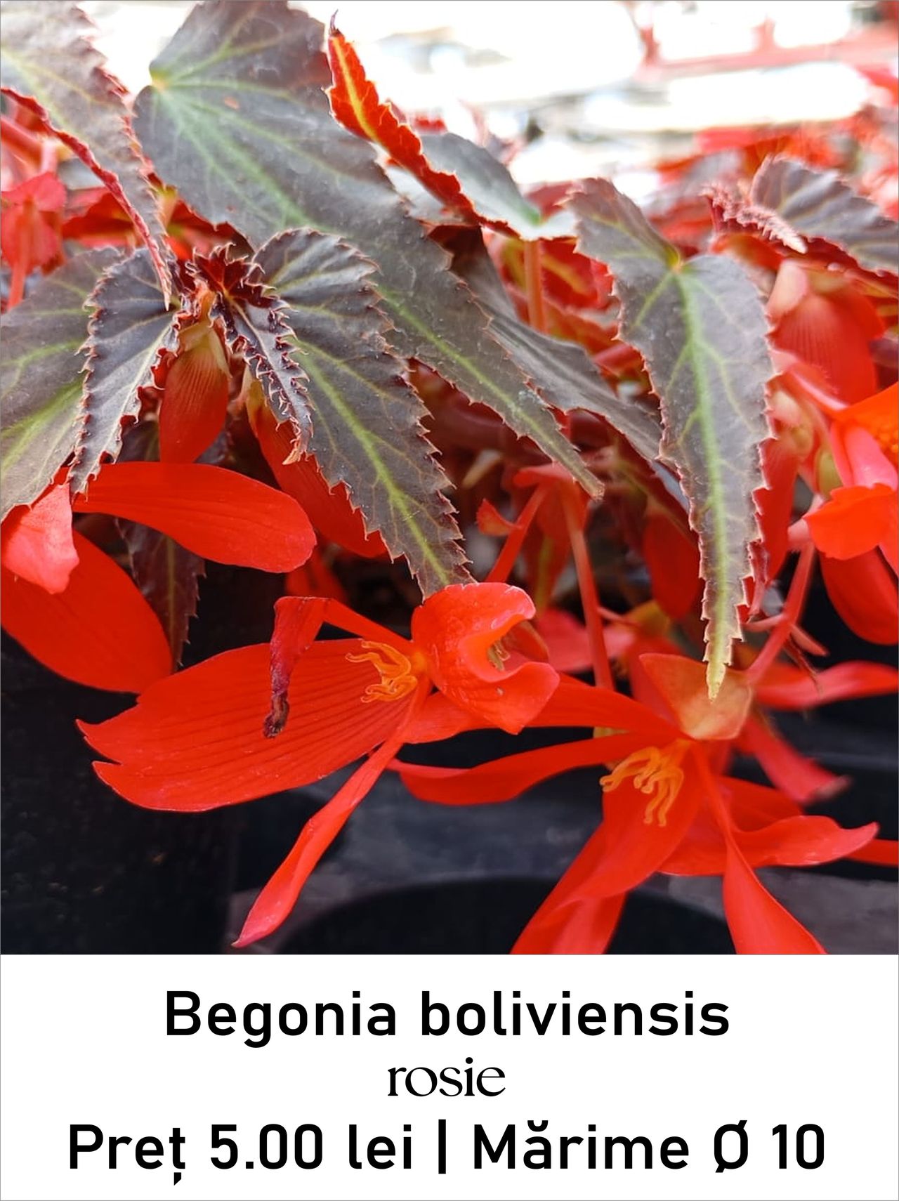 magazin begonia_boliviensis_rosie servicii publice iasi