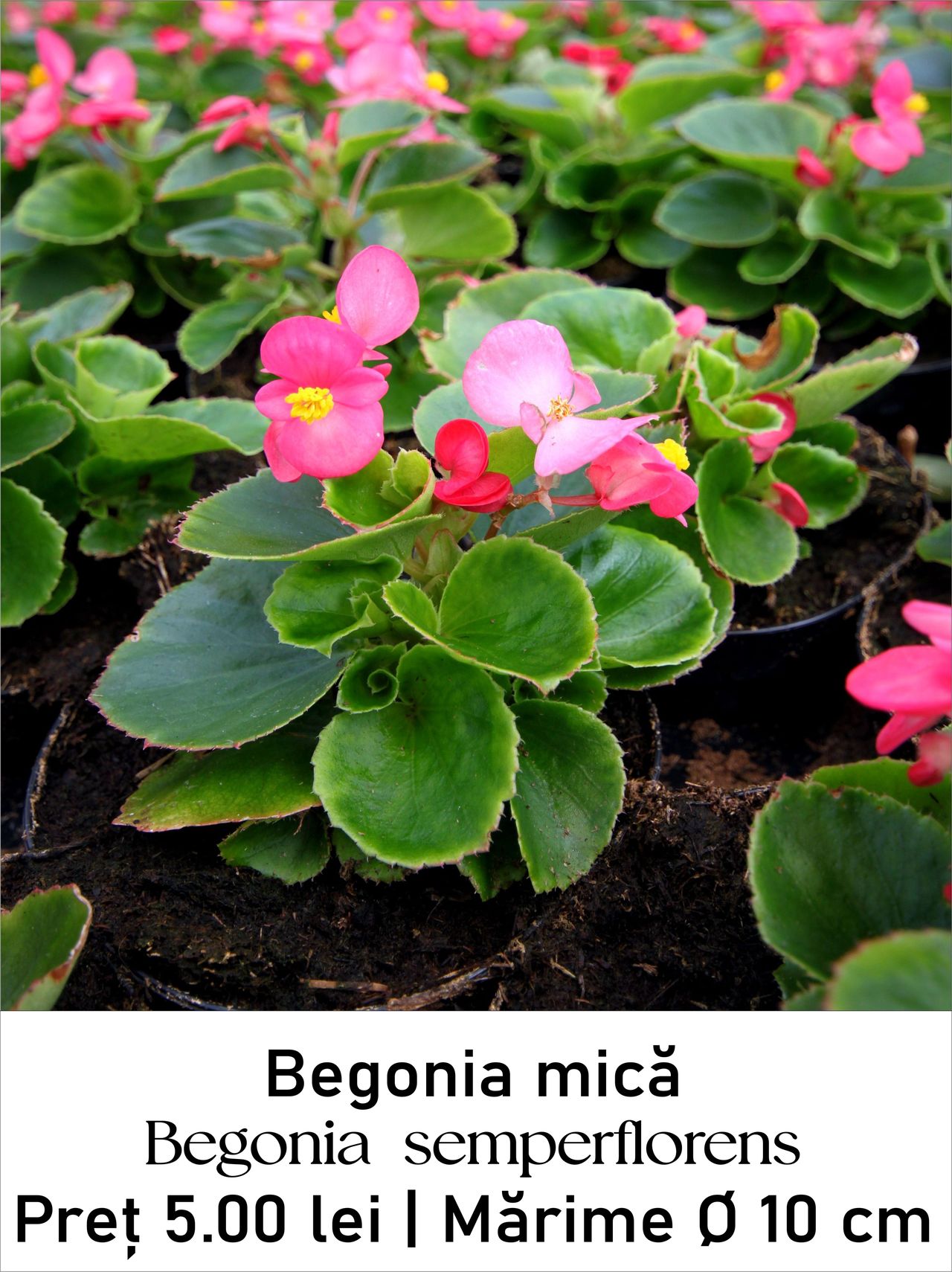 magazin begonia servicii publice iasi