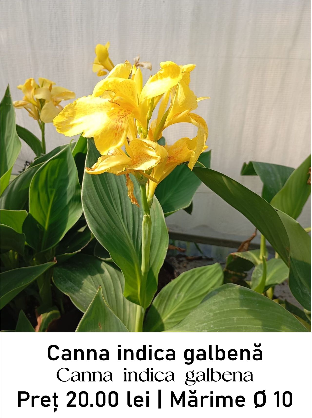 magazin canna_indica_galbena servicii publice iasi