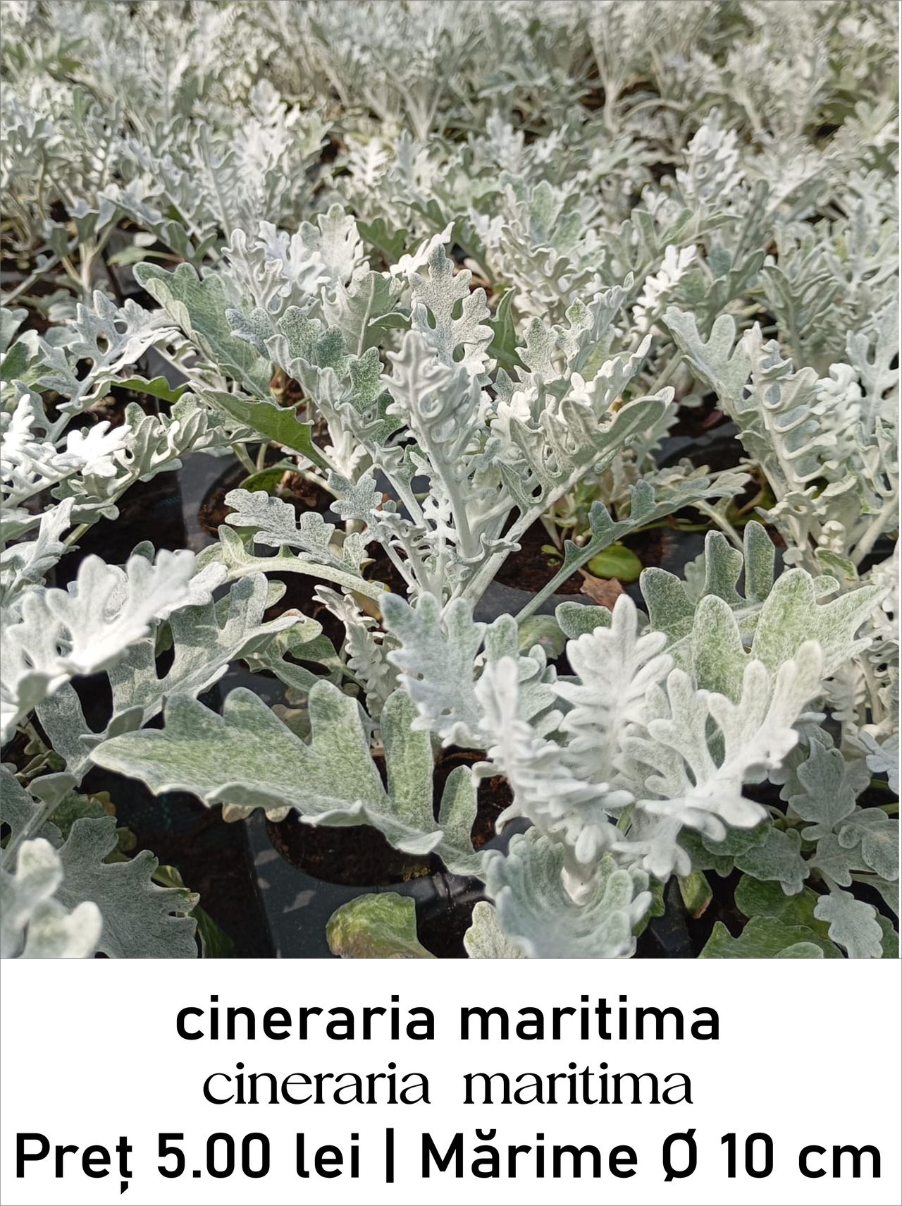 magazin cineraria_maritima servicii publice iasi