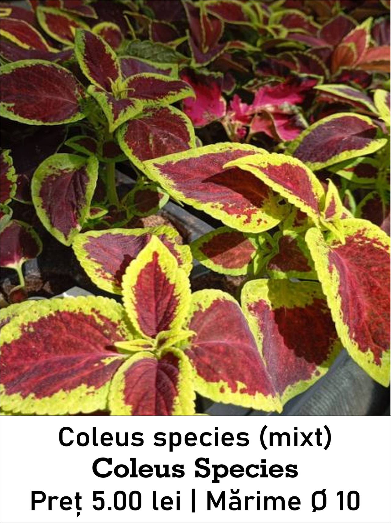 magazin coleus_species lila servicii publice iasi