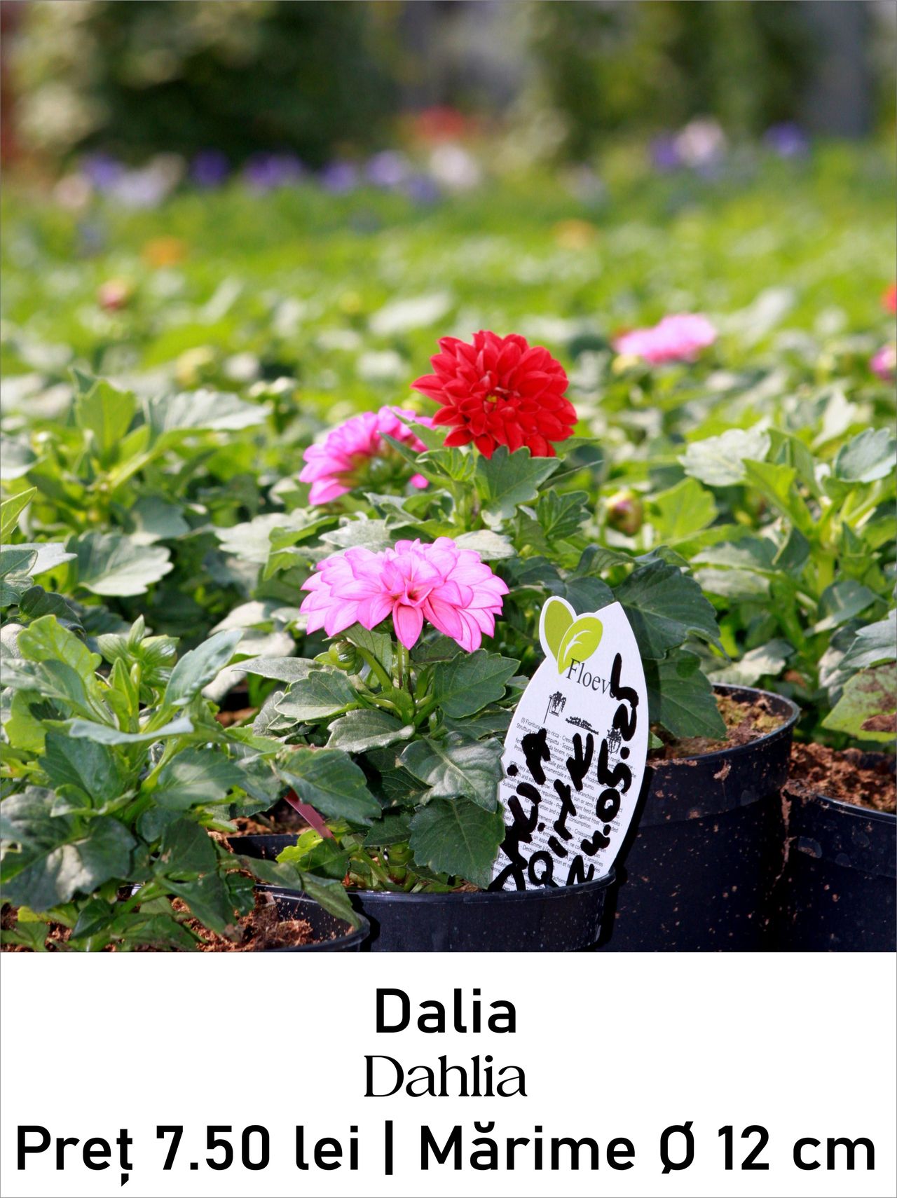 magazin dalia servicii publice iasi