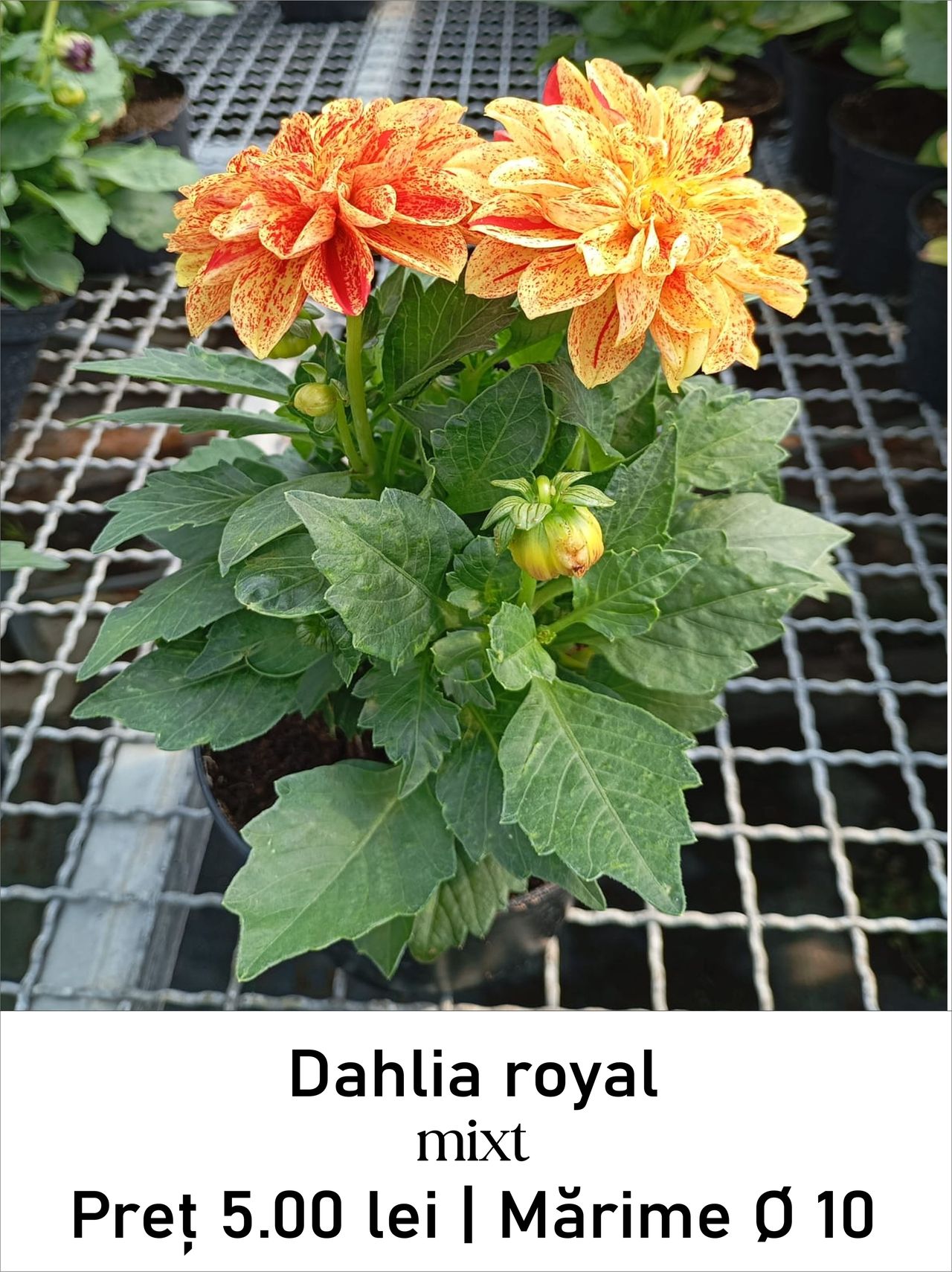 magazin dahlia_royal_02 servicii publice iasi