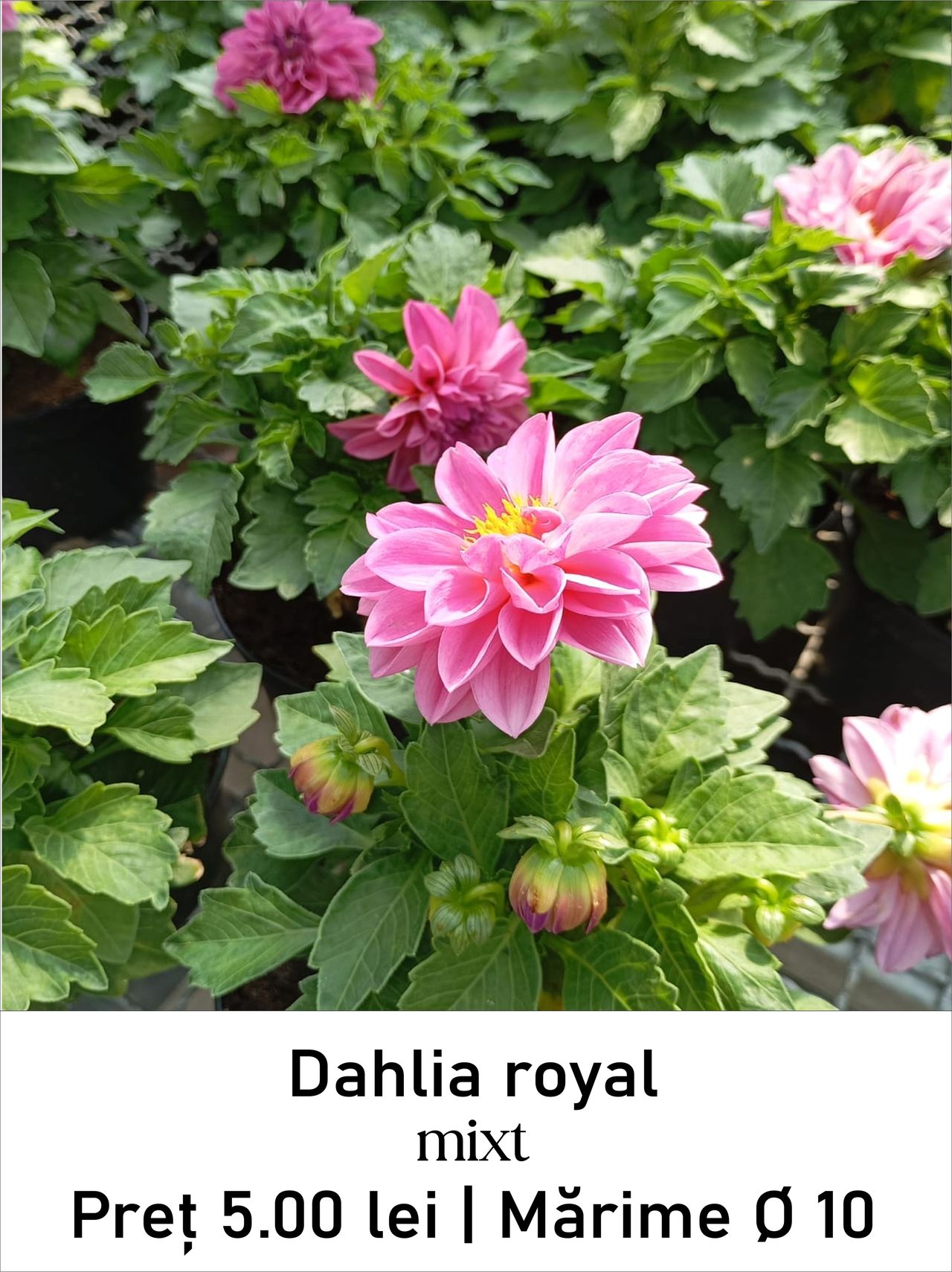 magazin dahlia_royal_03 servicii publice iasi