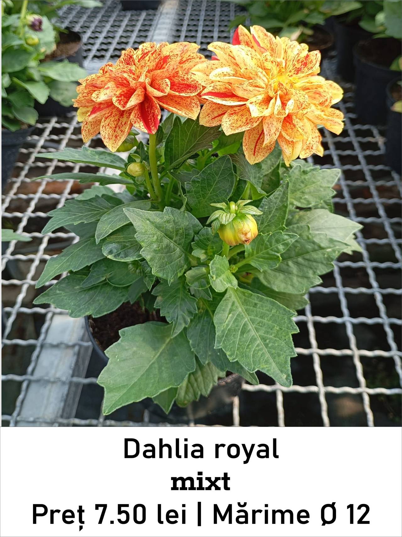 magazin dahlia_royal mixt servicii publice iasi