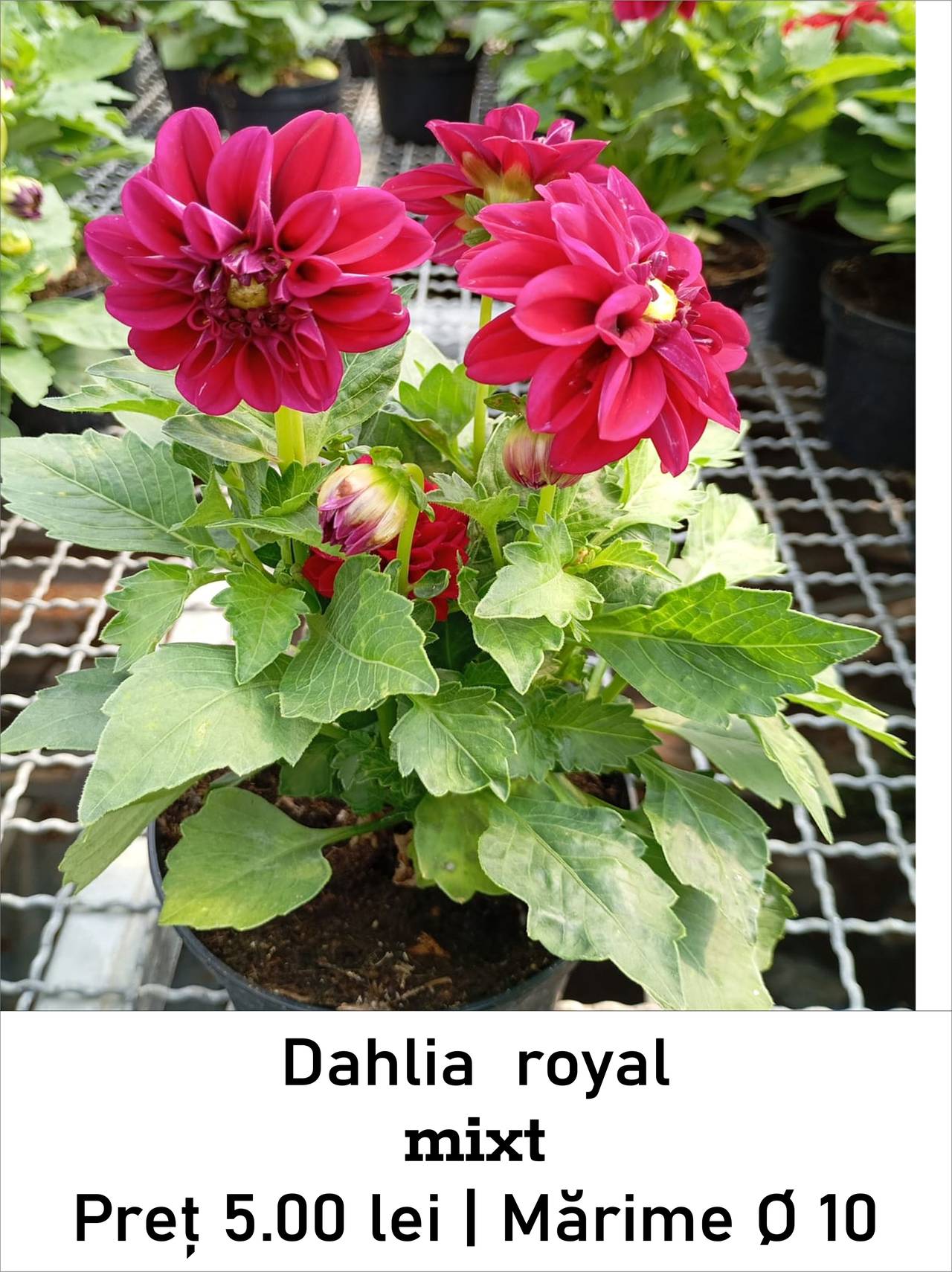 magazin dahlia_royal_mixt servicii publice iasi