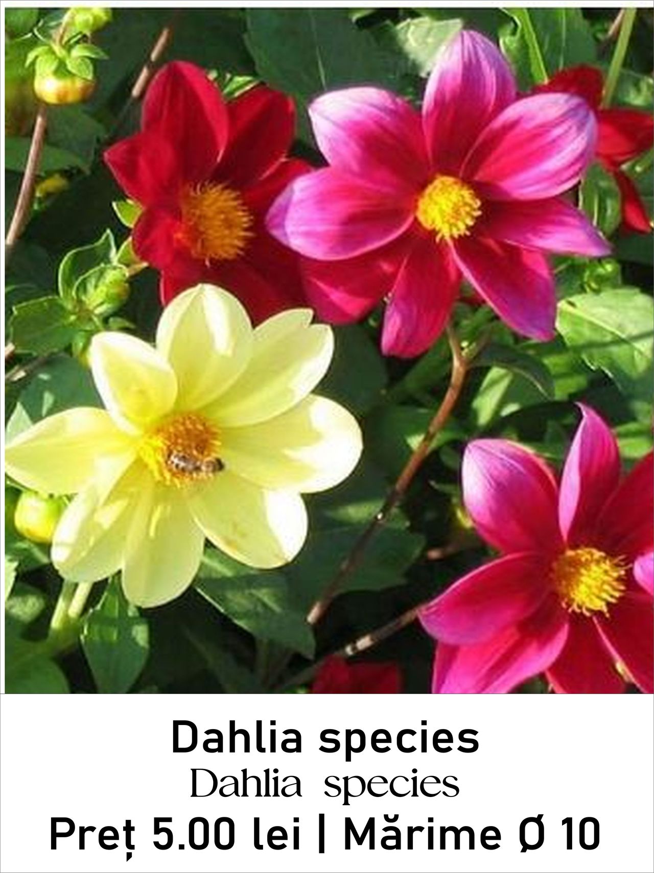 magazin dahlia_sp servicii publice iasi