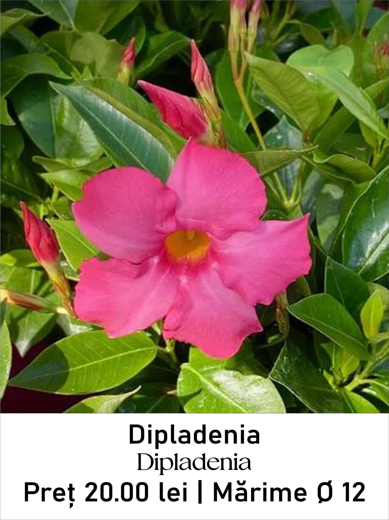 magazin dipladenia lila servicii publice iasi