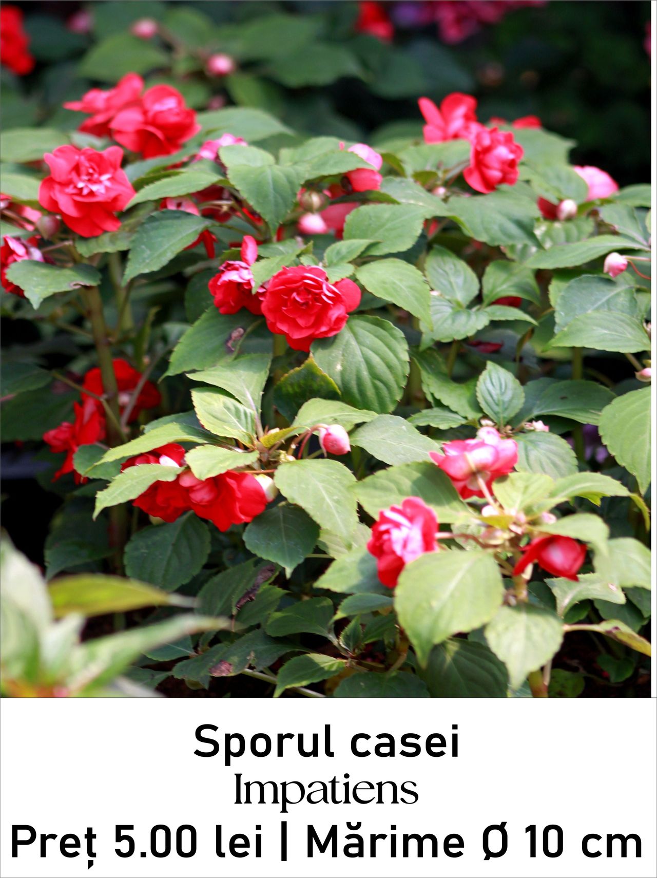 magazin impatiens servicii publice iasi