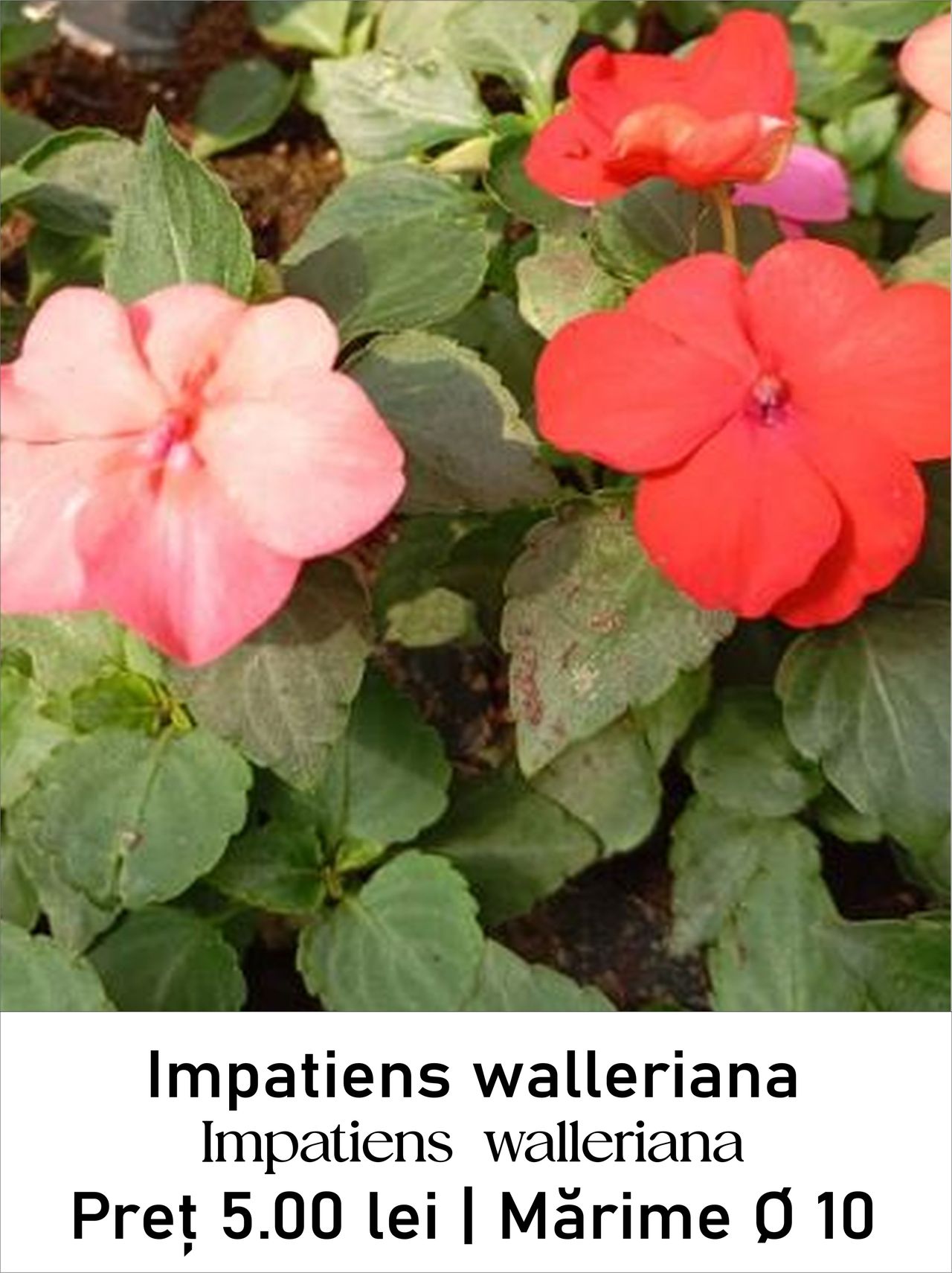 magazin impatiens_walleriana servicii publice iasi