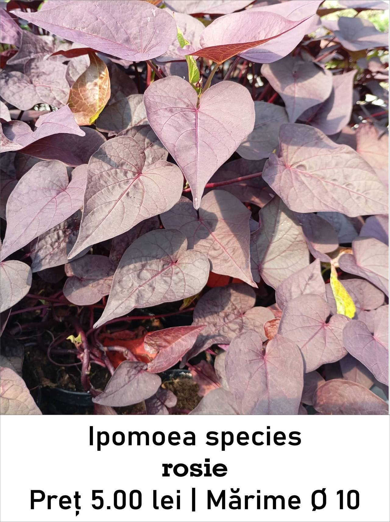magazin ipomoea_species_rosie servicii publice iasi