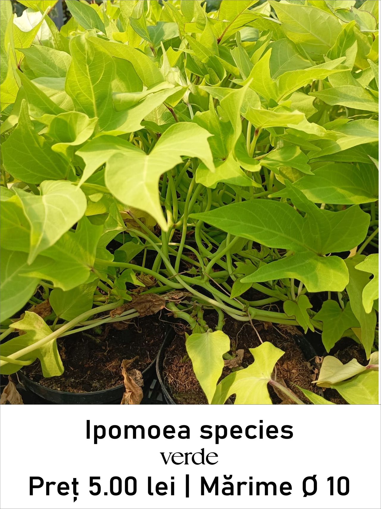 magazin ipomoea_species_verde servicii publice iasi