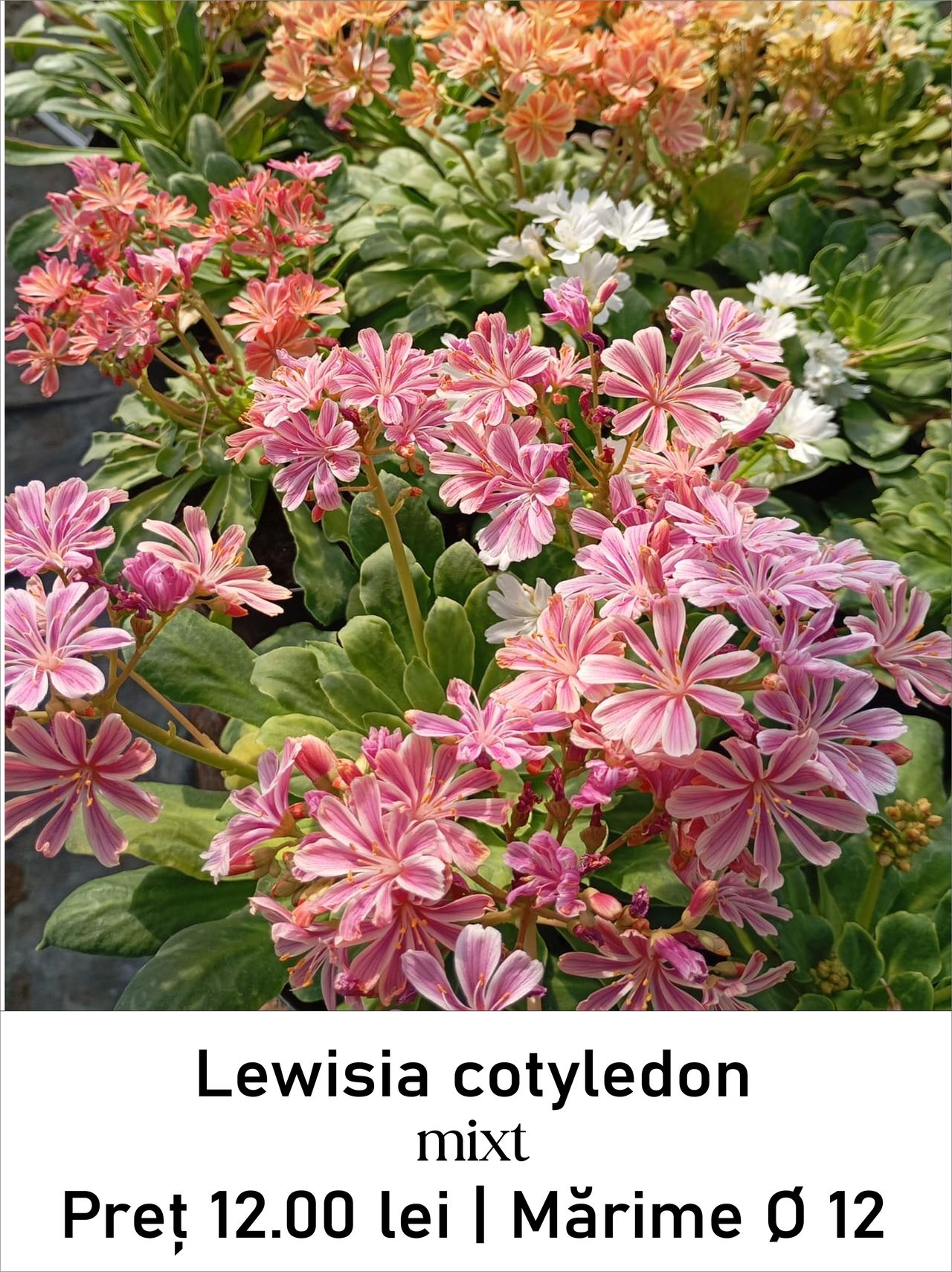 magazin lewisia_cotyledon_mixt servicii publice iasi