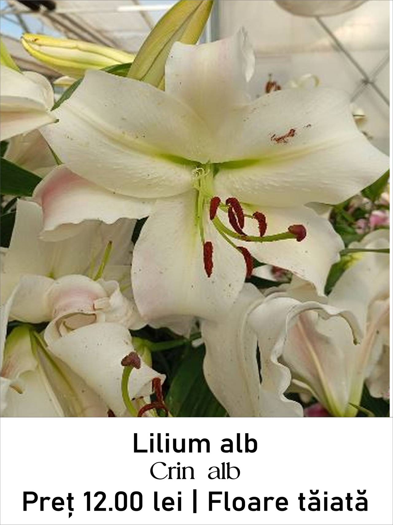 magazin lilium_alb servicii publice iasi