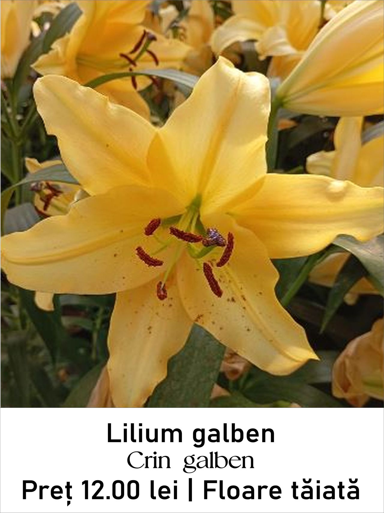 magazin lilium_galbui servicii publice iasi