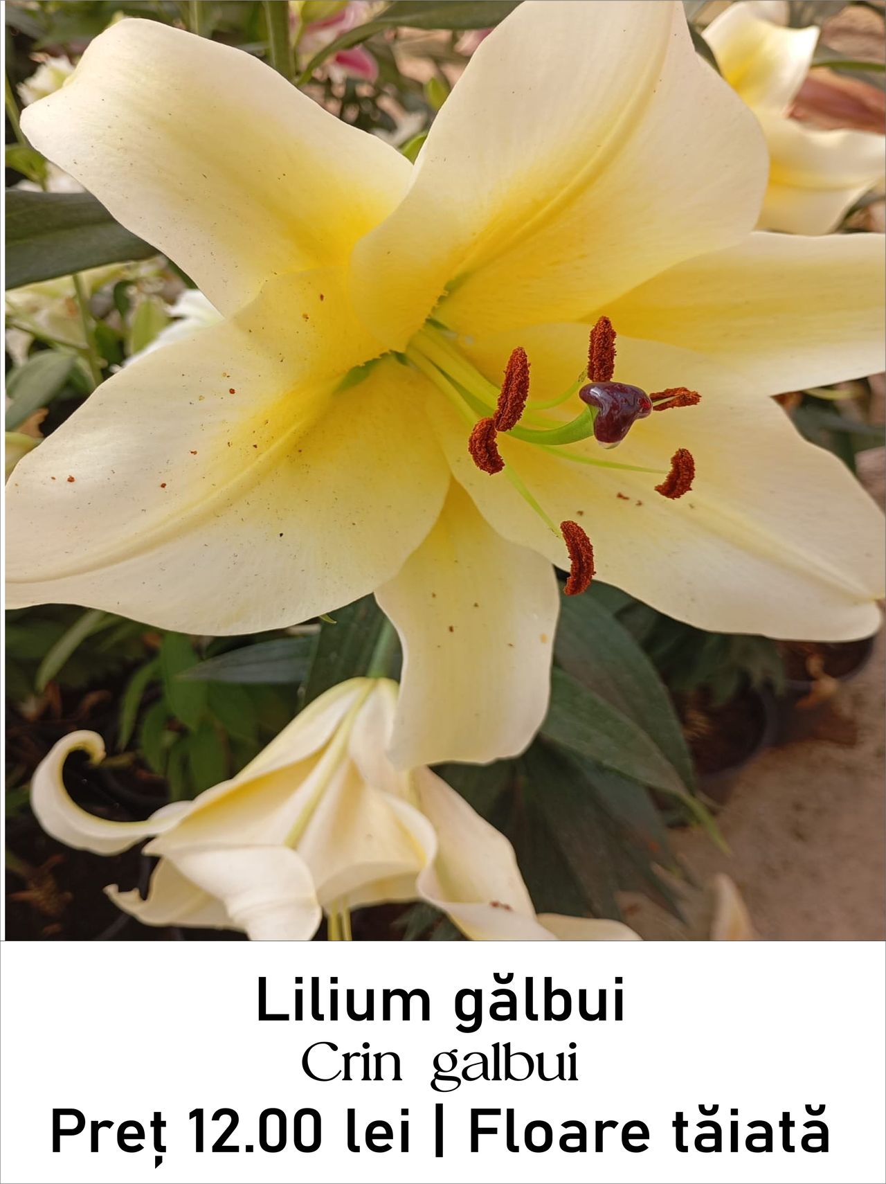 magazin lilium_galbui servicii publice iasi