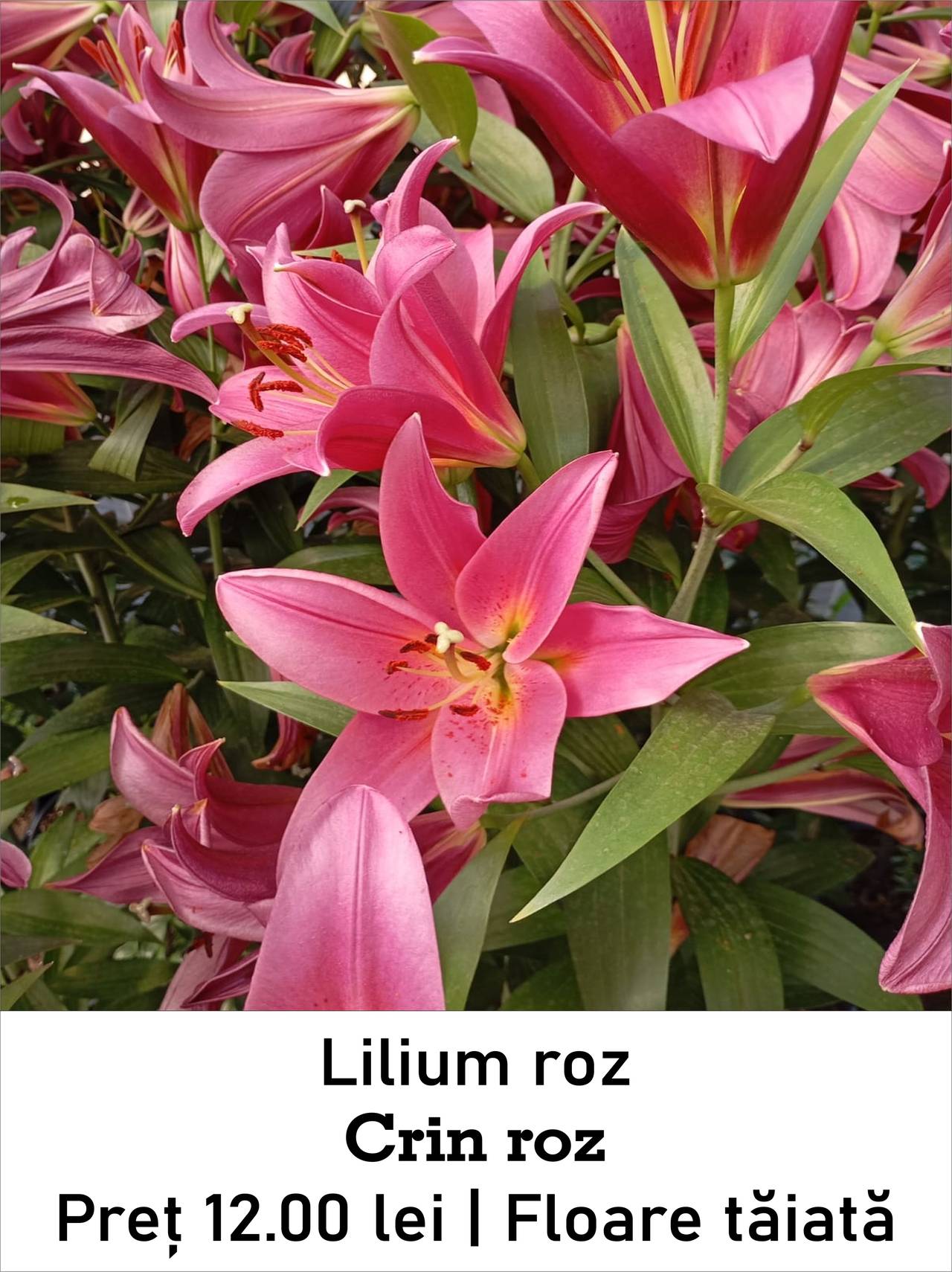 magazin lilium_roz servicii publice iasi