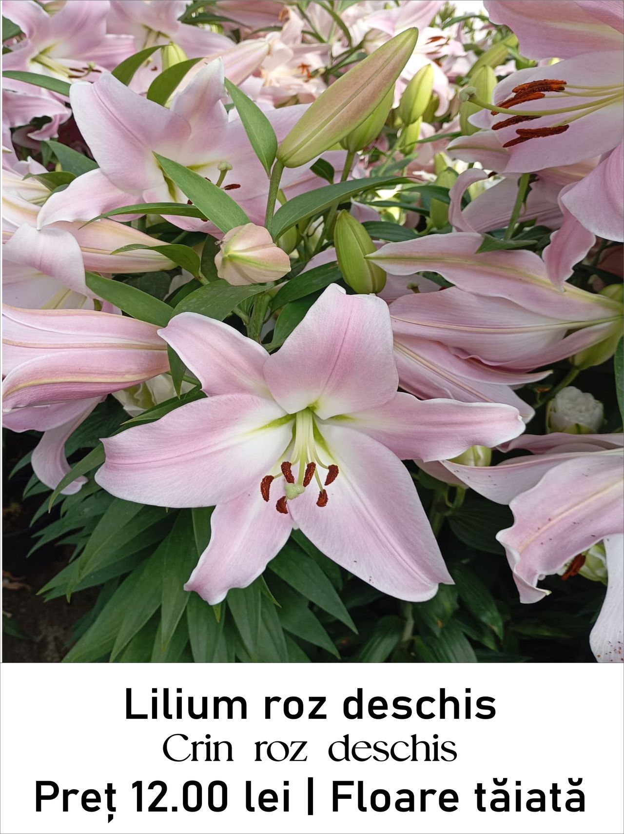 magazin lilium_roz_deschis servicii publice iasi
