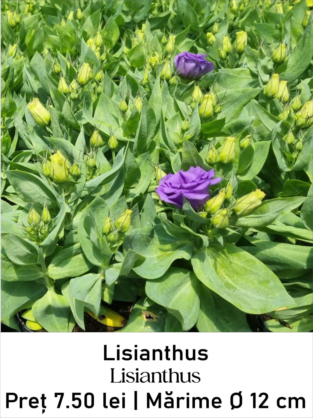 magazin lisianthus servicii publice iasi