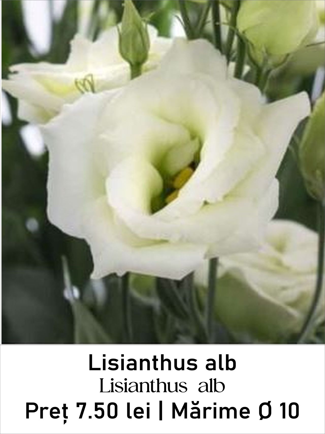 magazin lisianthus_alb servicii publice iasi
