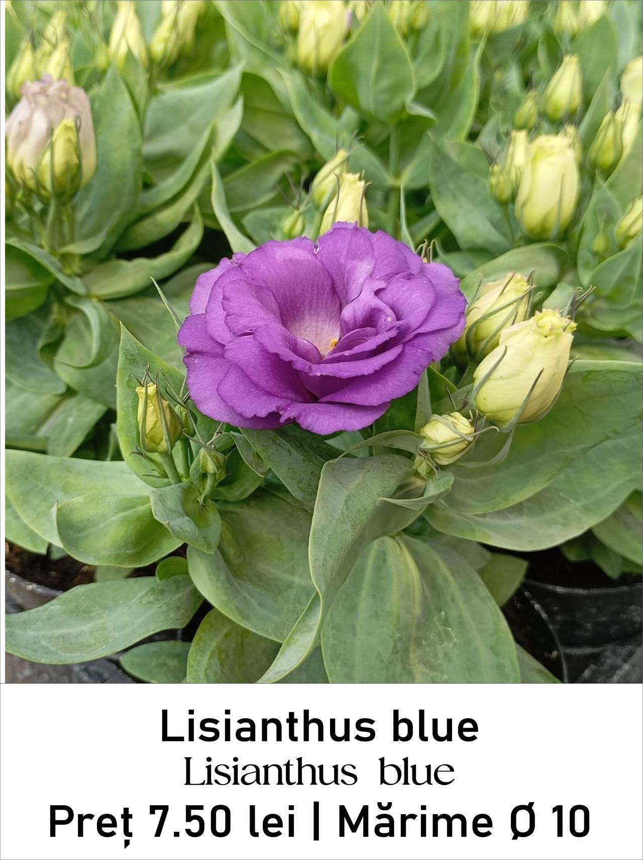 magazin lisianthus_blue servicii publice iasi