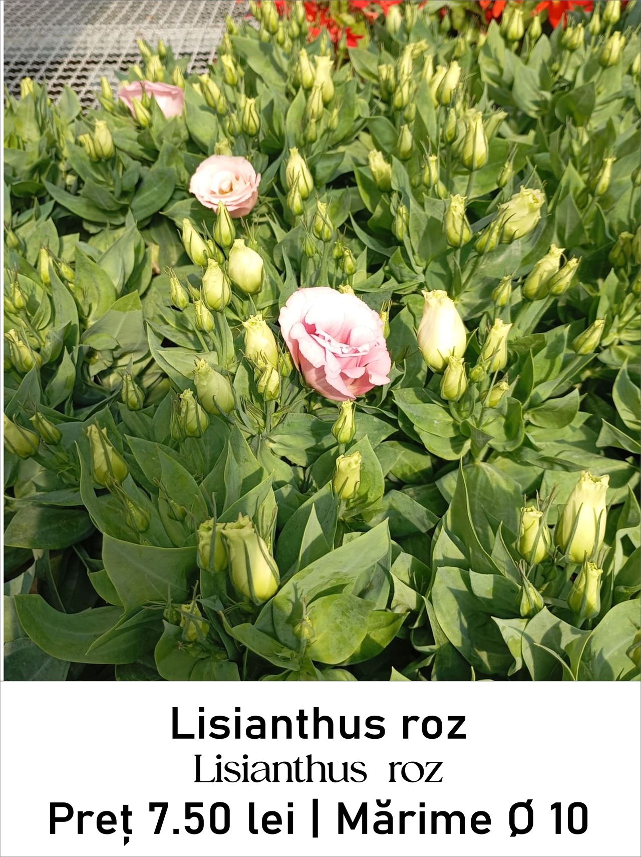 magazin lisianthus_roz servicii publice iasi