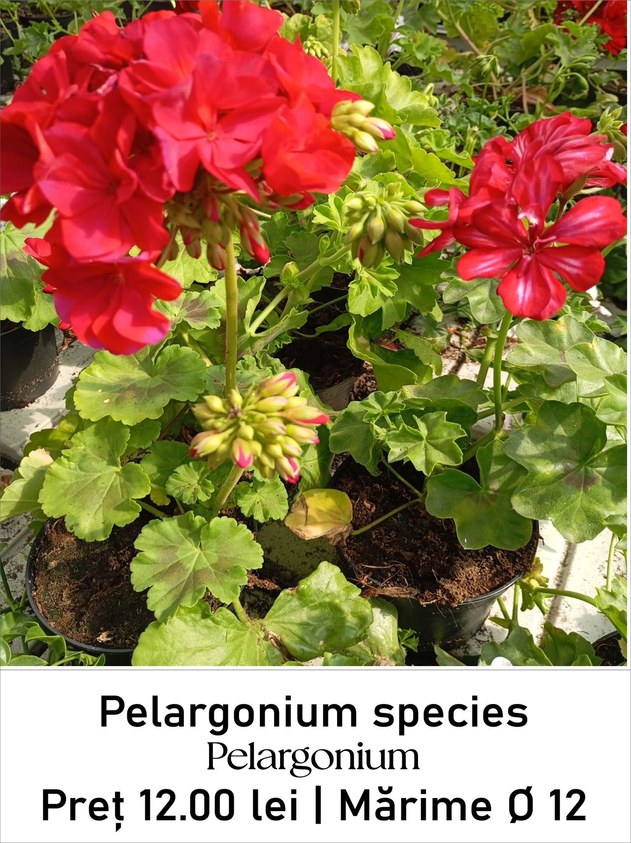 magazin pelargonium servicii publice iasi