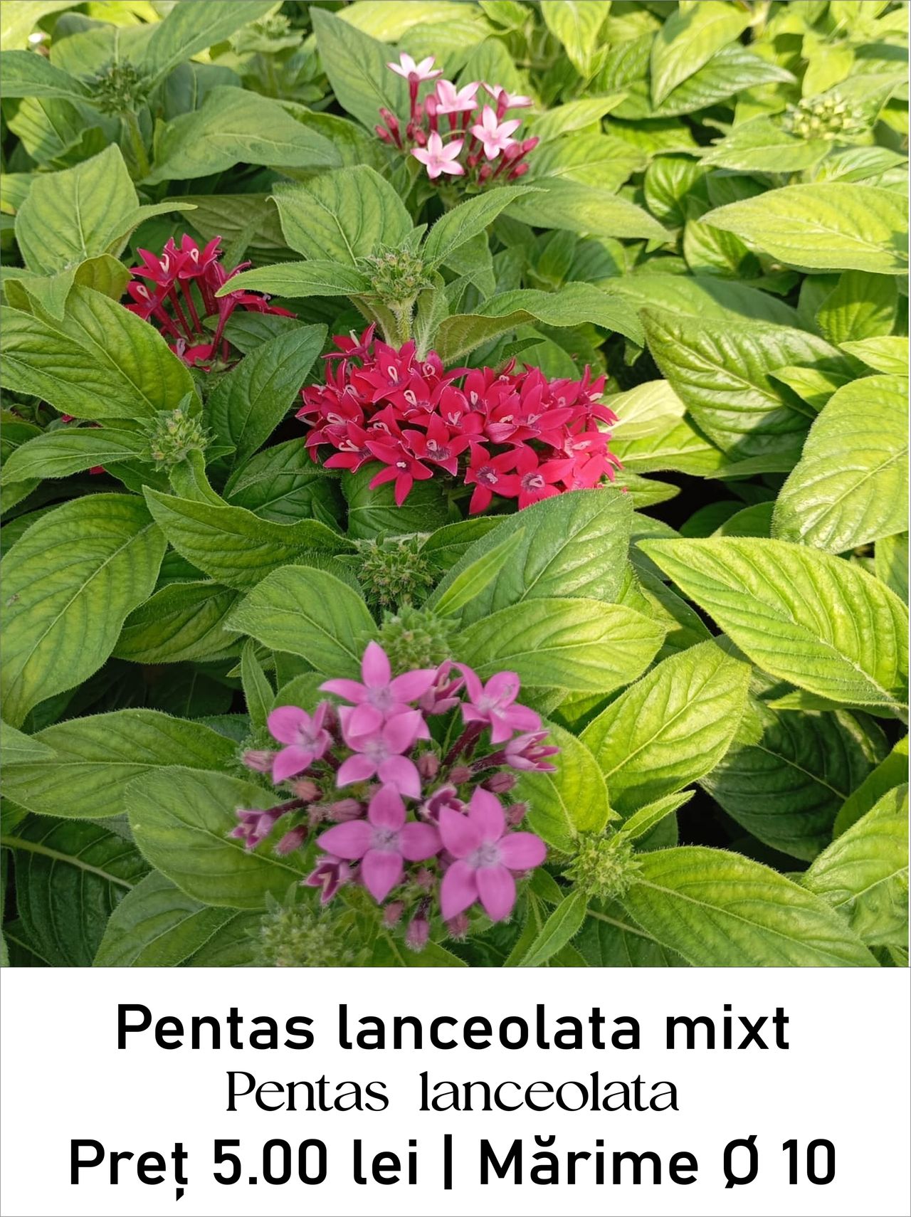magazin pentas_lanceolata_mixt servicii publice iasi