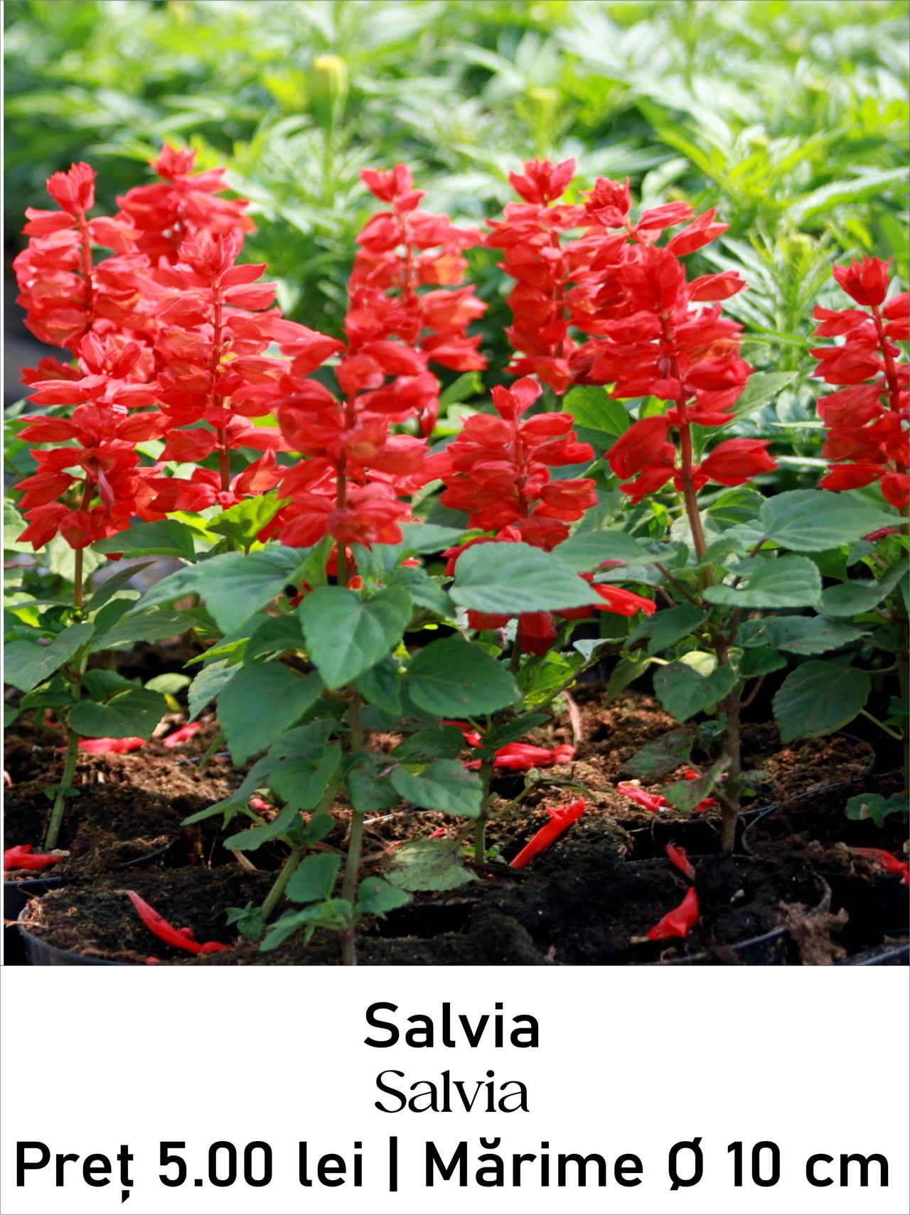 magazin salvia servicii publice iasi