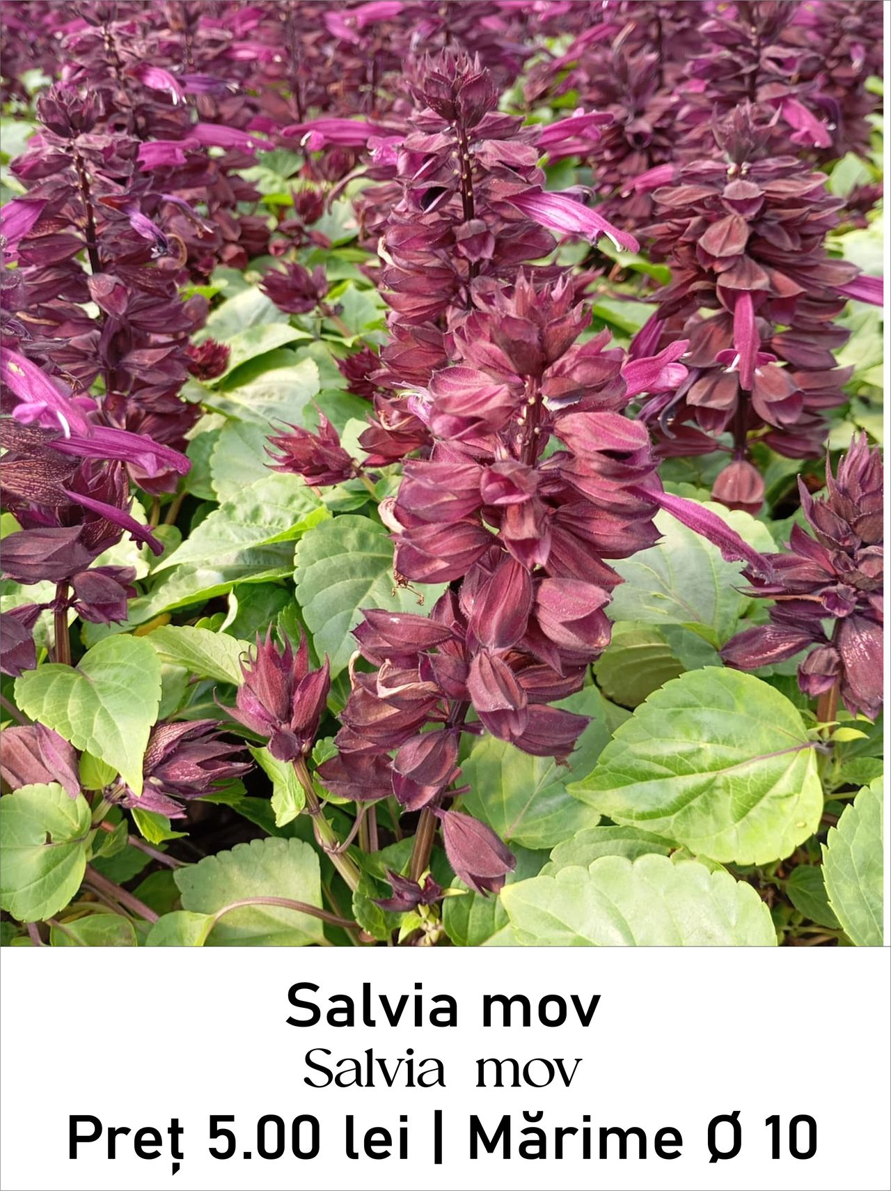 magazin salvia_rosie servicii publice iasi