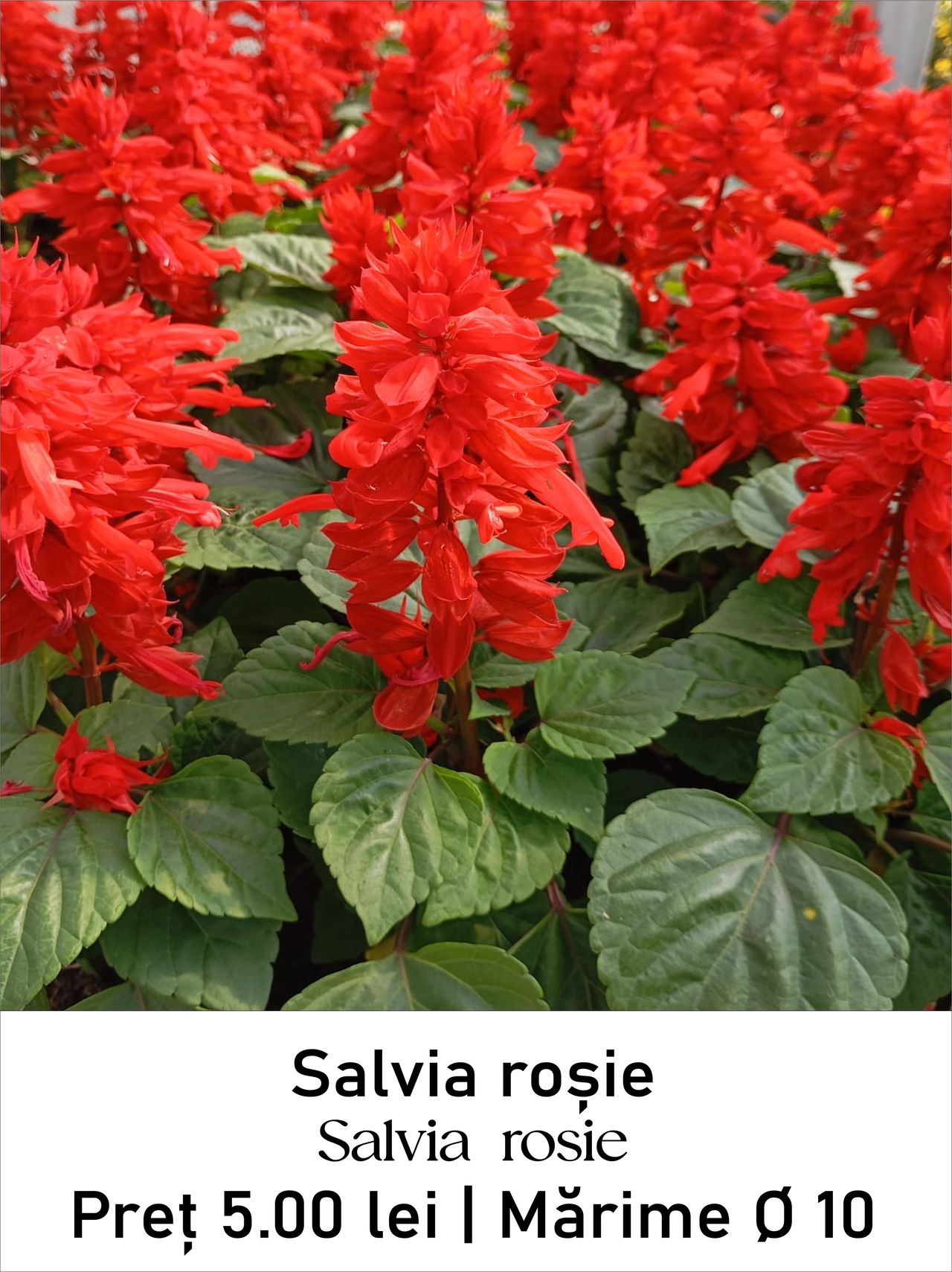 magazin salvia_rosie servicii publice iasi