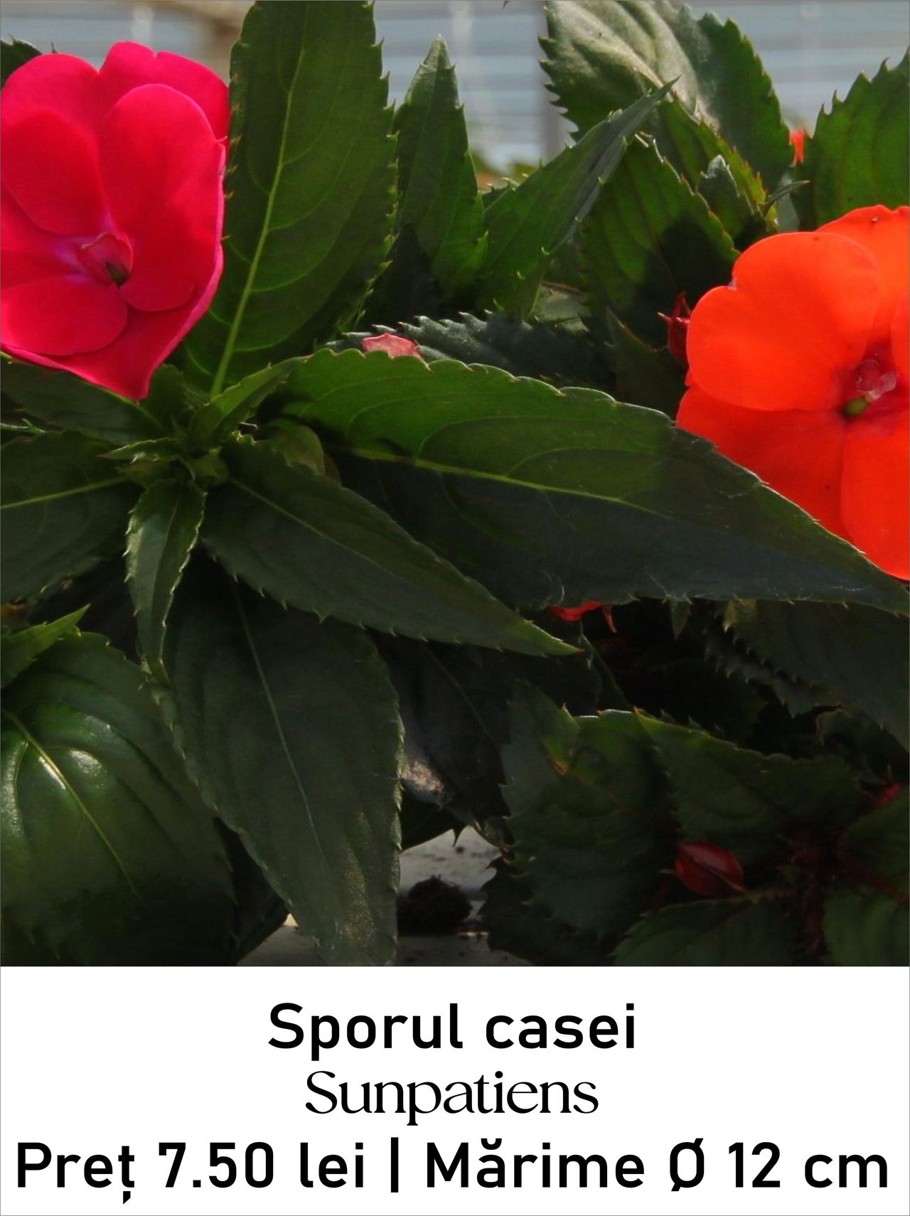 magazin sunpatiens servicii publice iasi