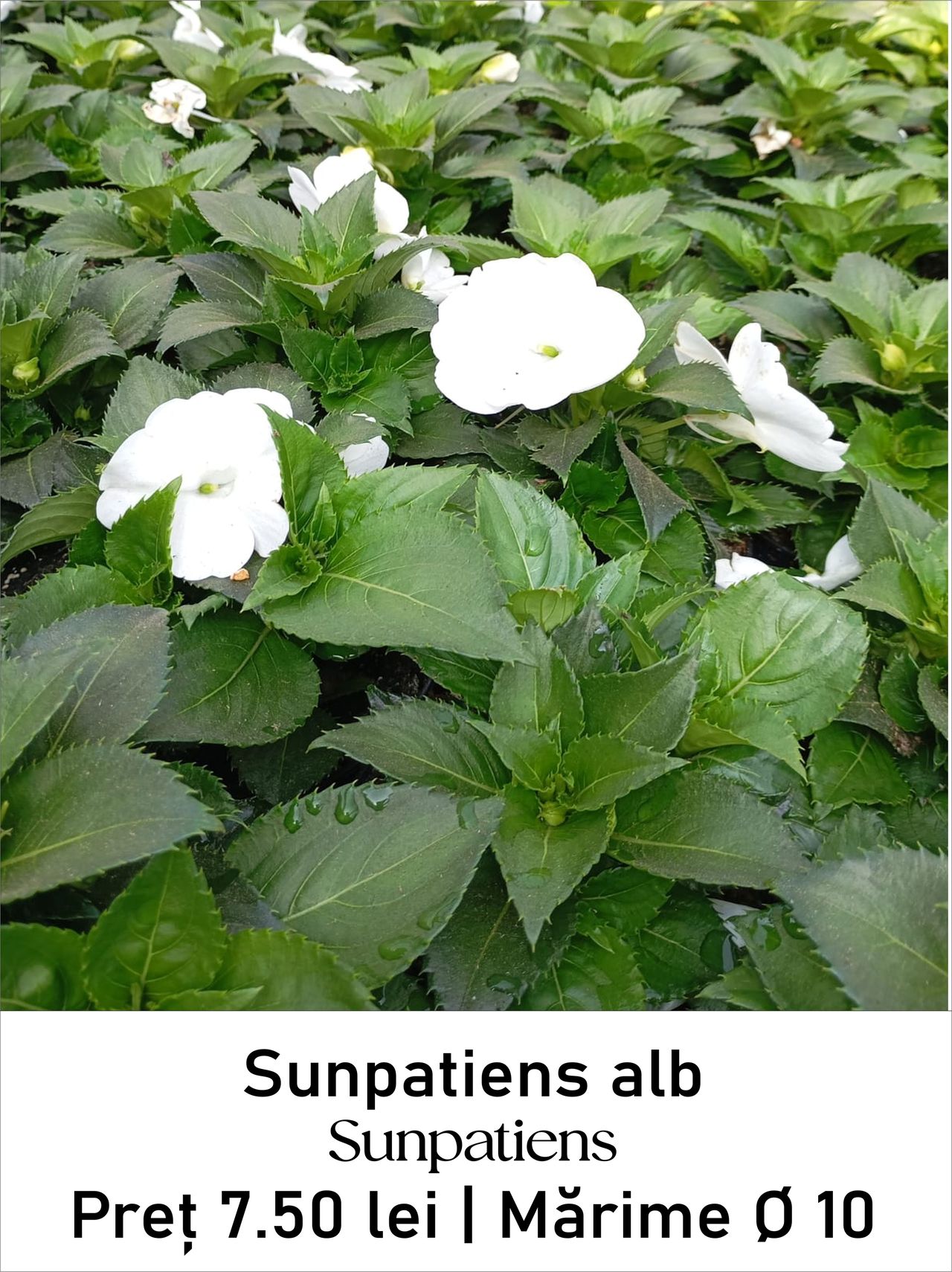 magazin sunpatiens alb servicii publice iasi
