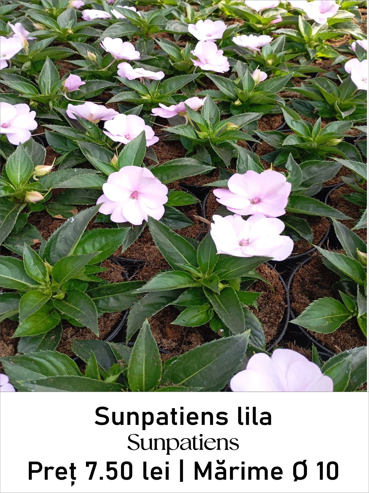 magazin sunpatiens lila servicii publice iasi