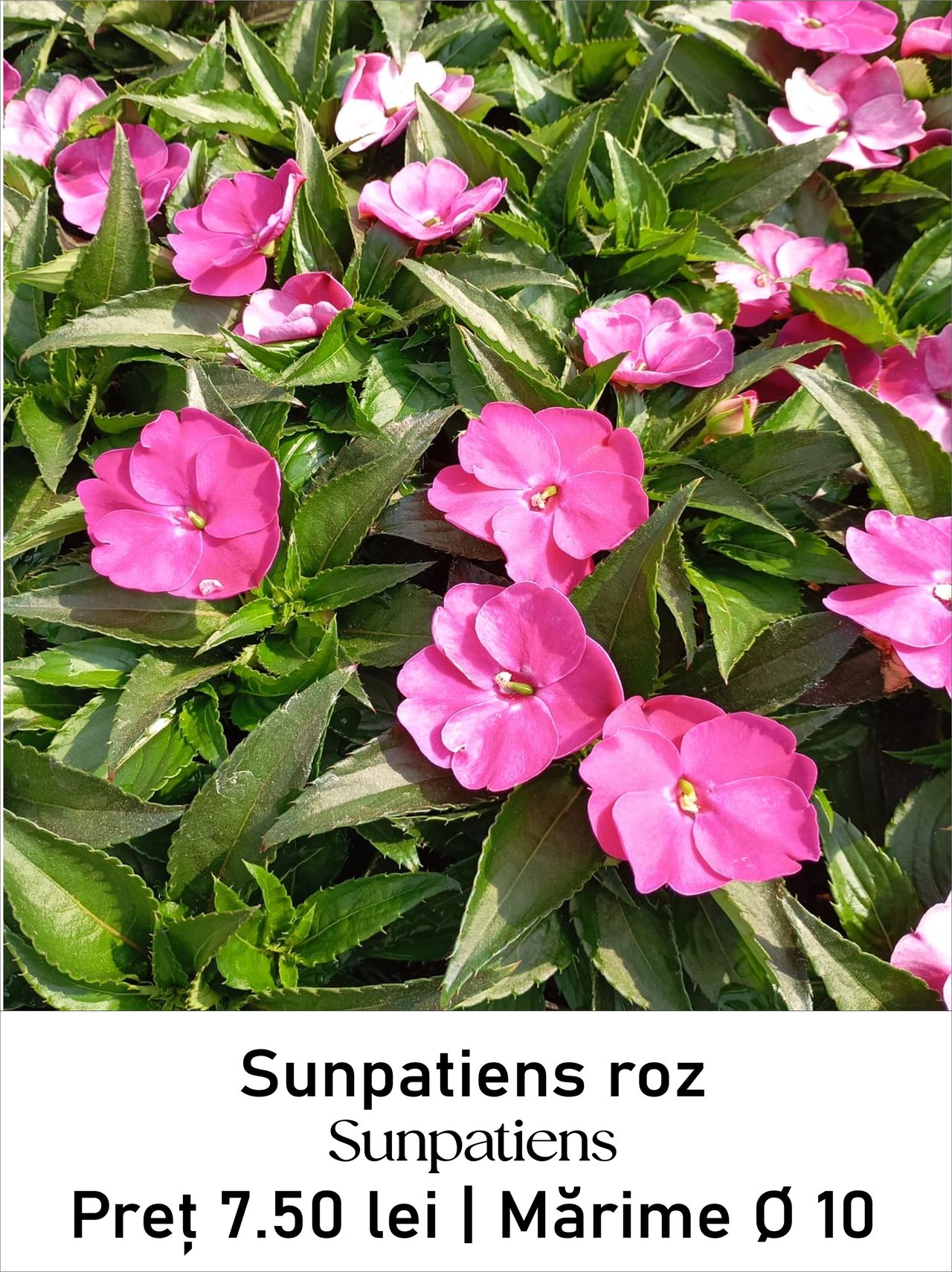 magazin lilium_roz_deschis servicii publice iasi